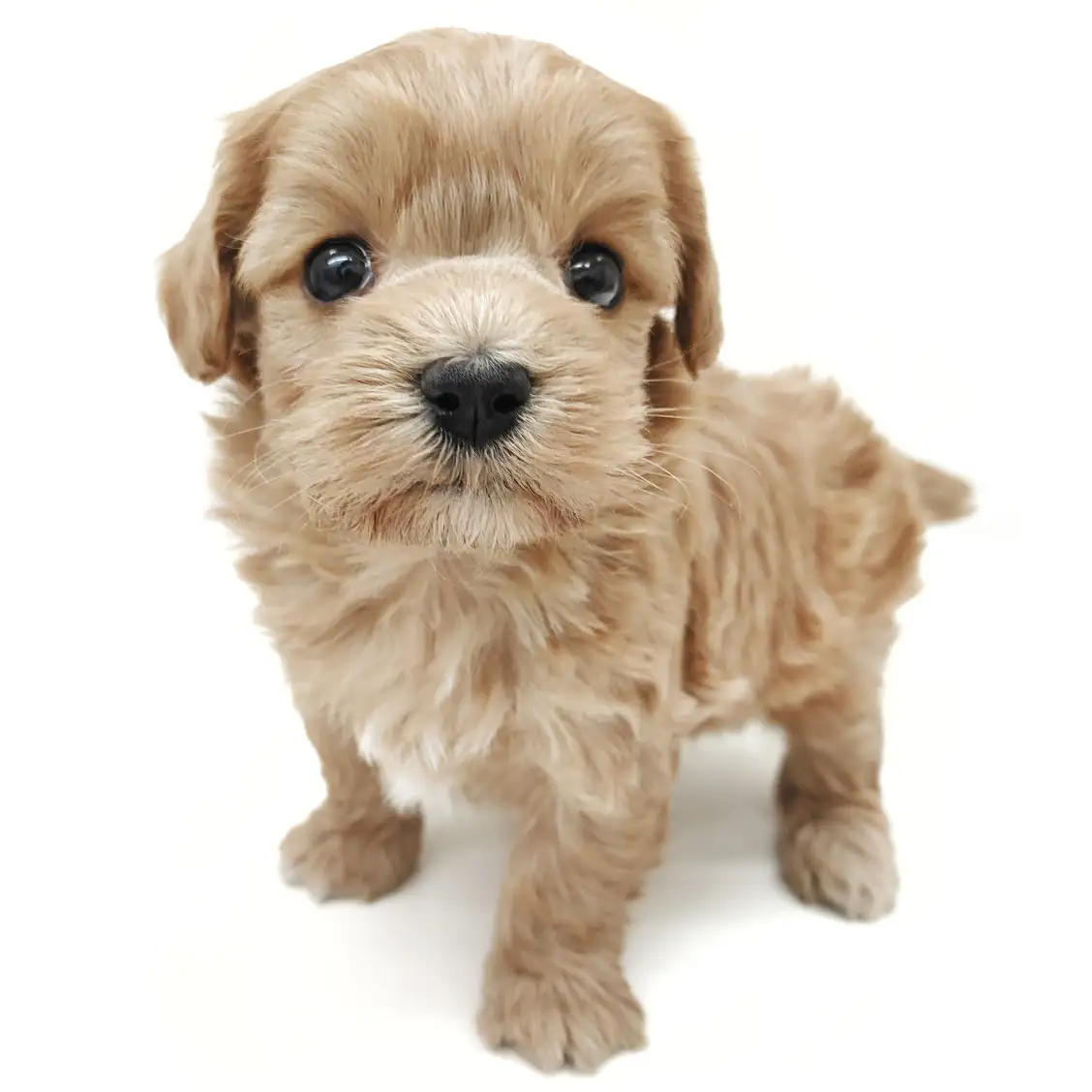 MIX(マルチーズ×トイプードル)