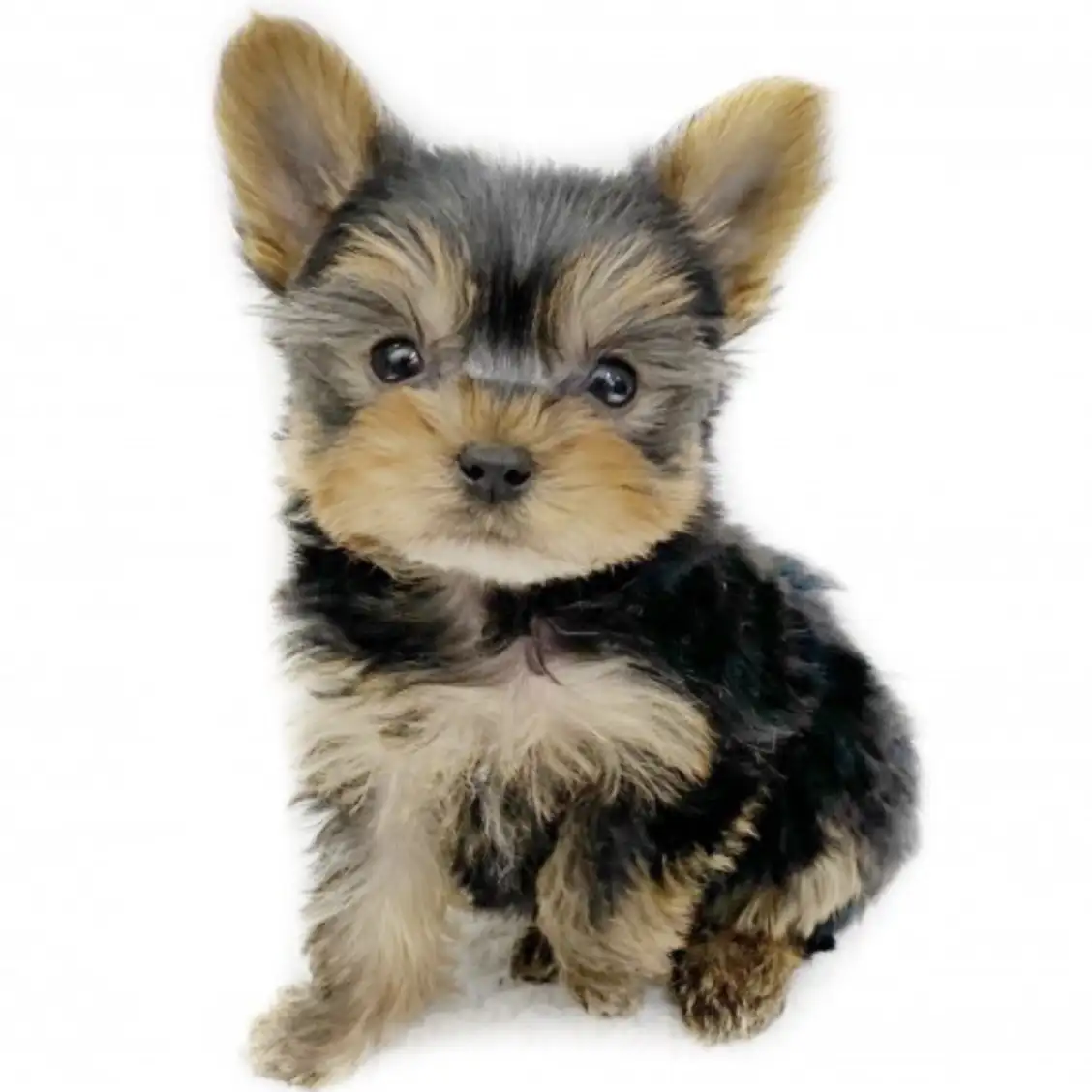 ヨークシャーテリア