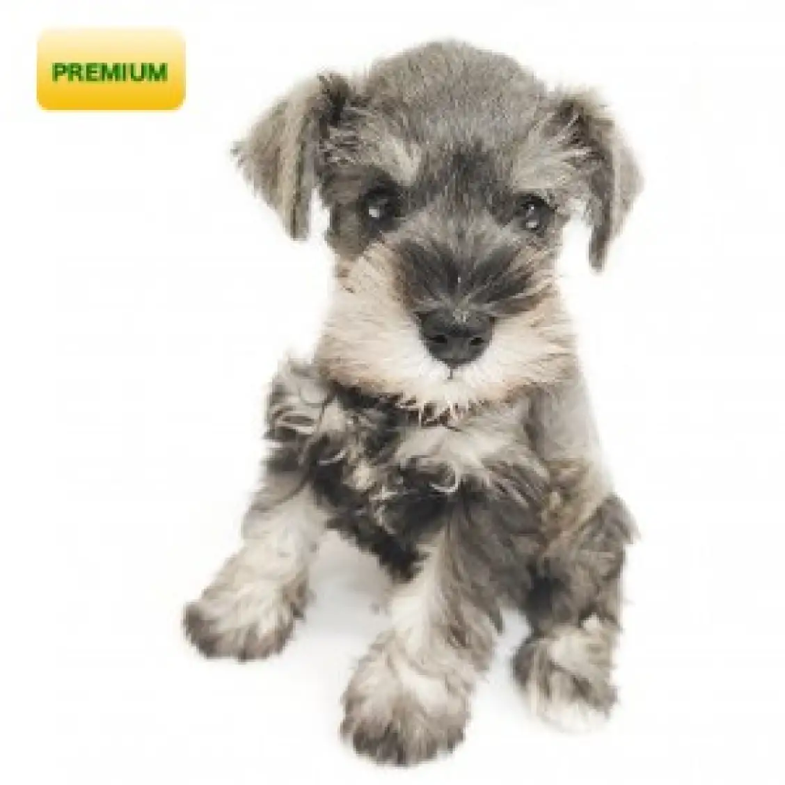 ミニチュア・シュナウザー