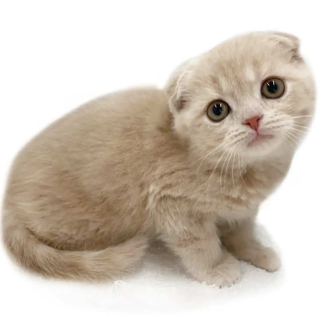 スコティッシュフォールド