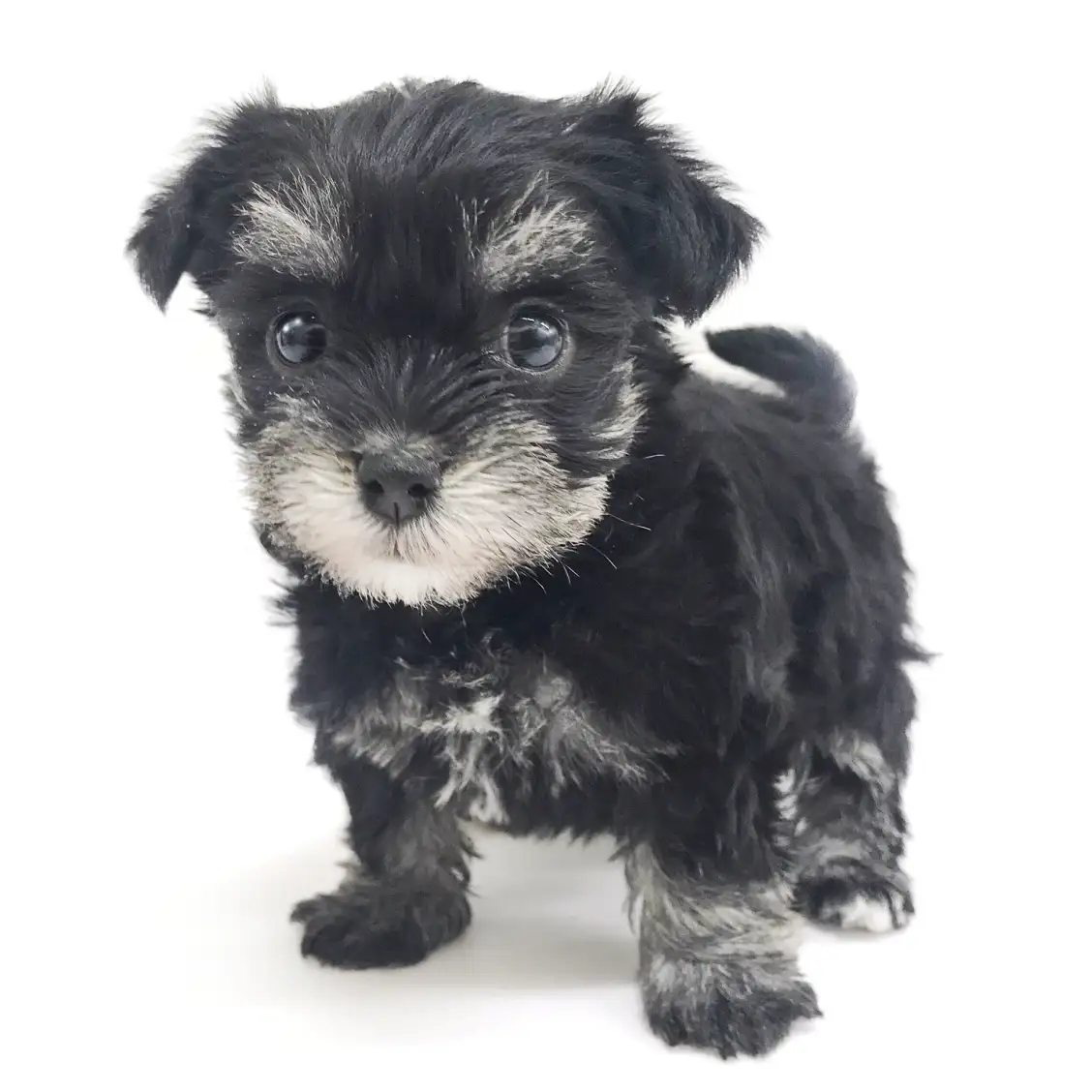 MIX（マルチーズ×ミニチュアシュナウザー）