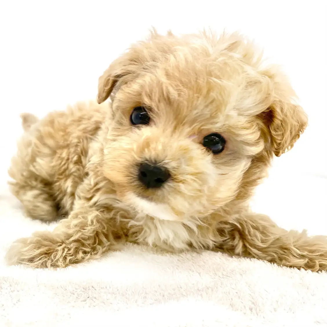 MIX（トイプードル×マルチーズ）