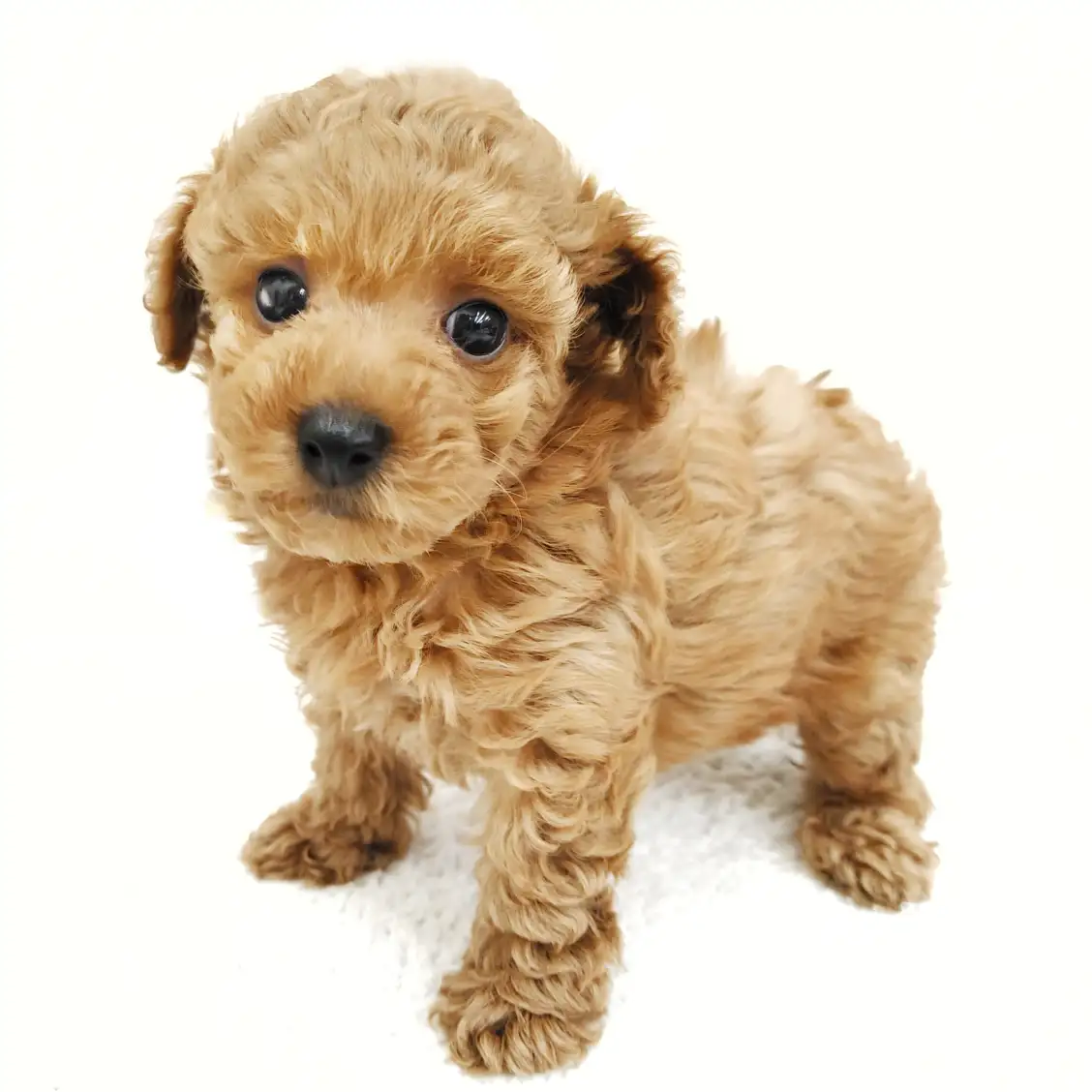 トイ・プードル