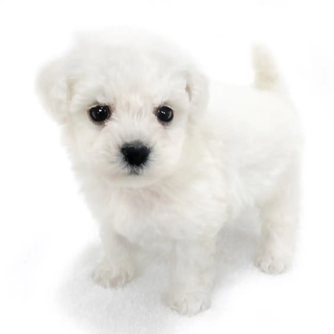 ビションフリーゼ