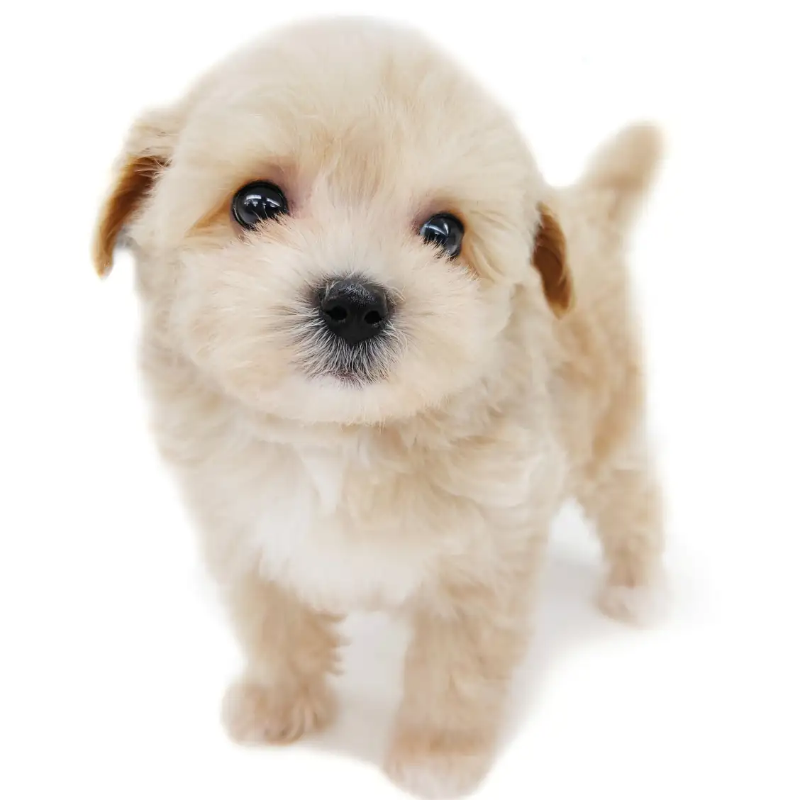 MIX(トイプードル×マルチーズ)