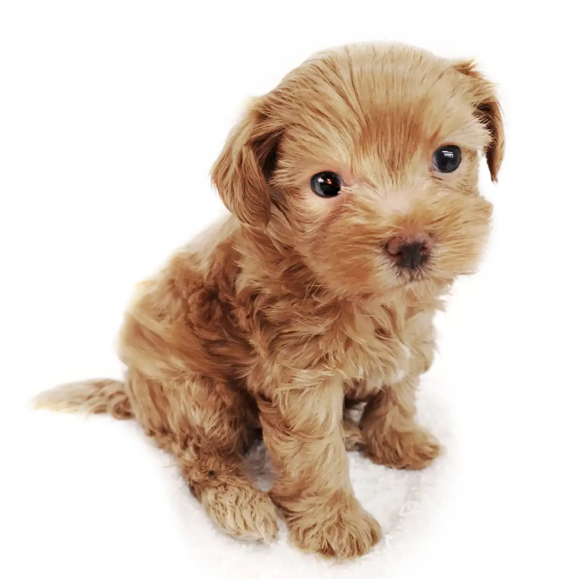 MIX(マルチーズ×トイプードル)