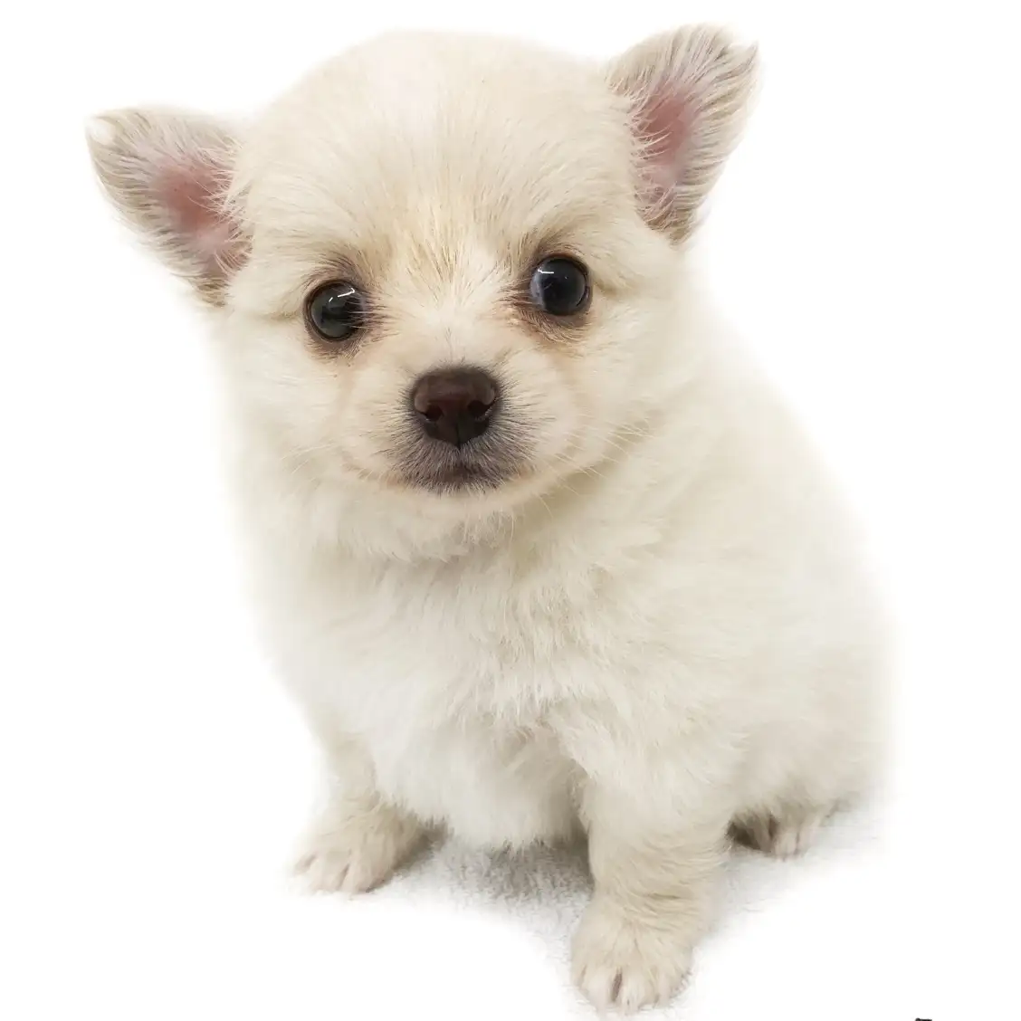 MIX（チワワ×ポメラニアン）