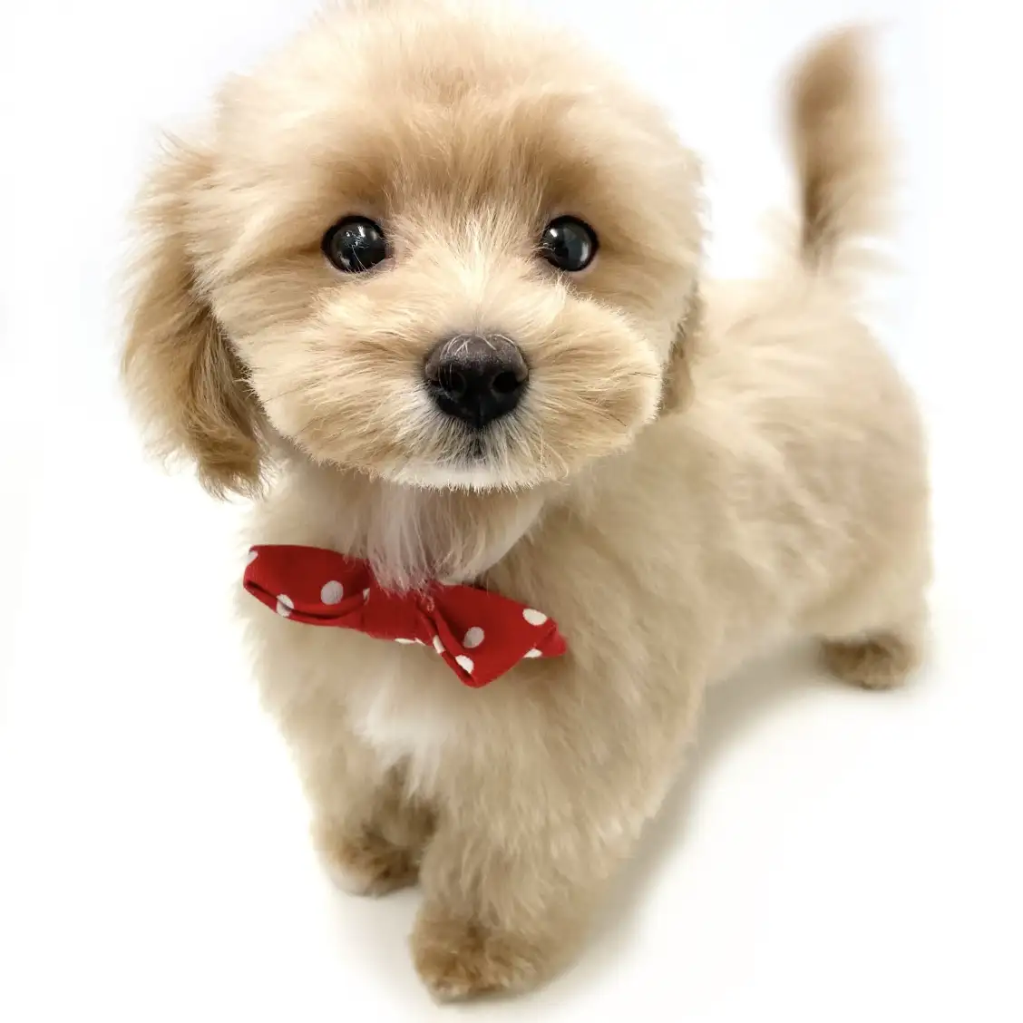 MIX(マルチーズ×トイプードル)