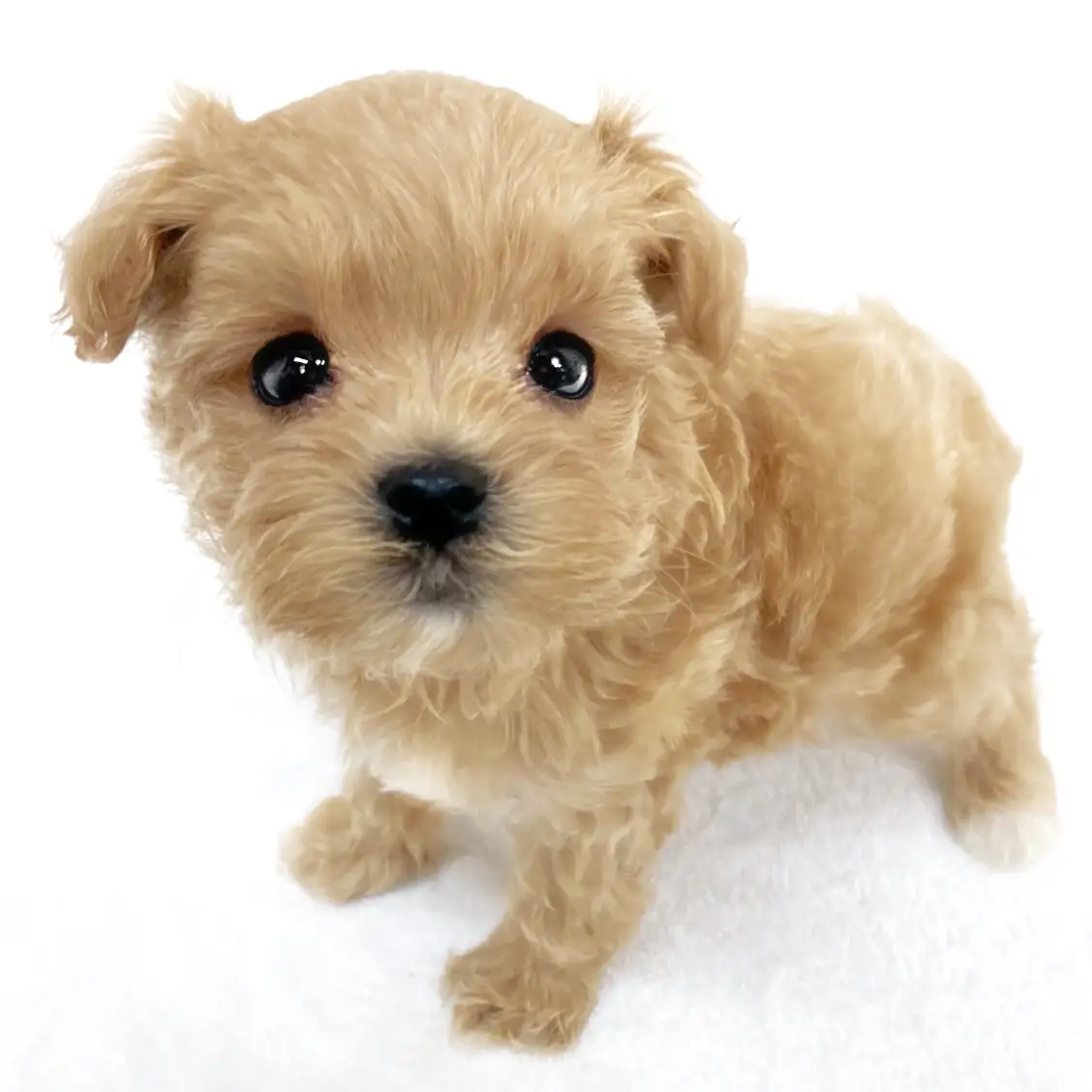 MIX(トイプードル×マルチーズ)