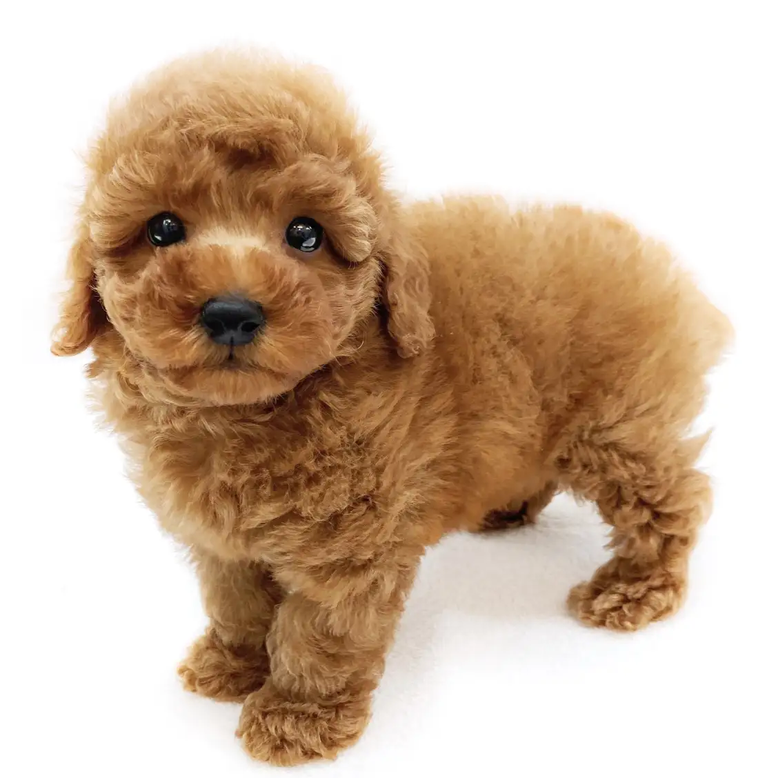 トイ・プードル