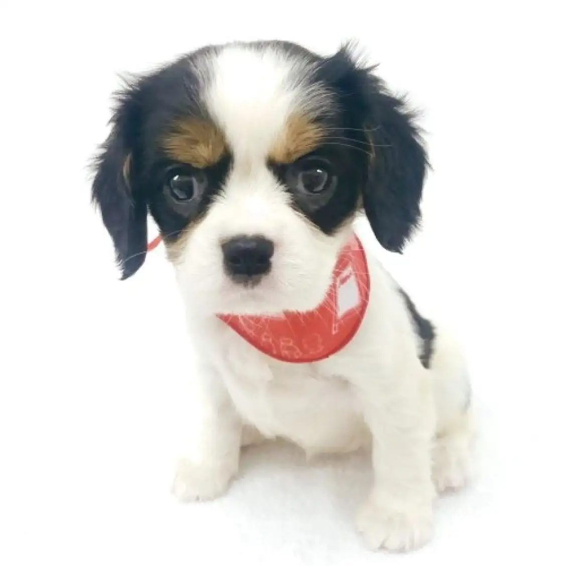 キャバリア・キングチャールズ・スパニエル