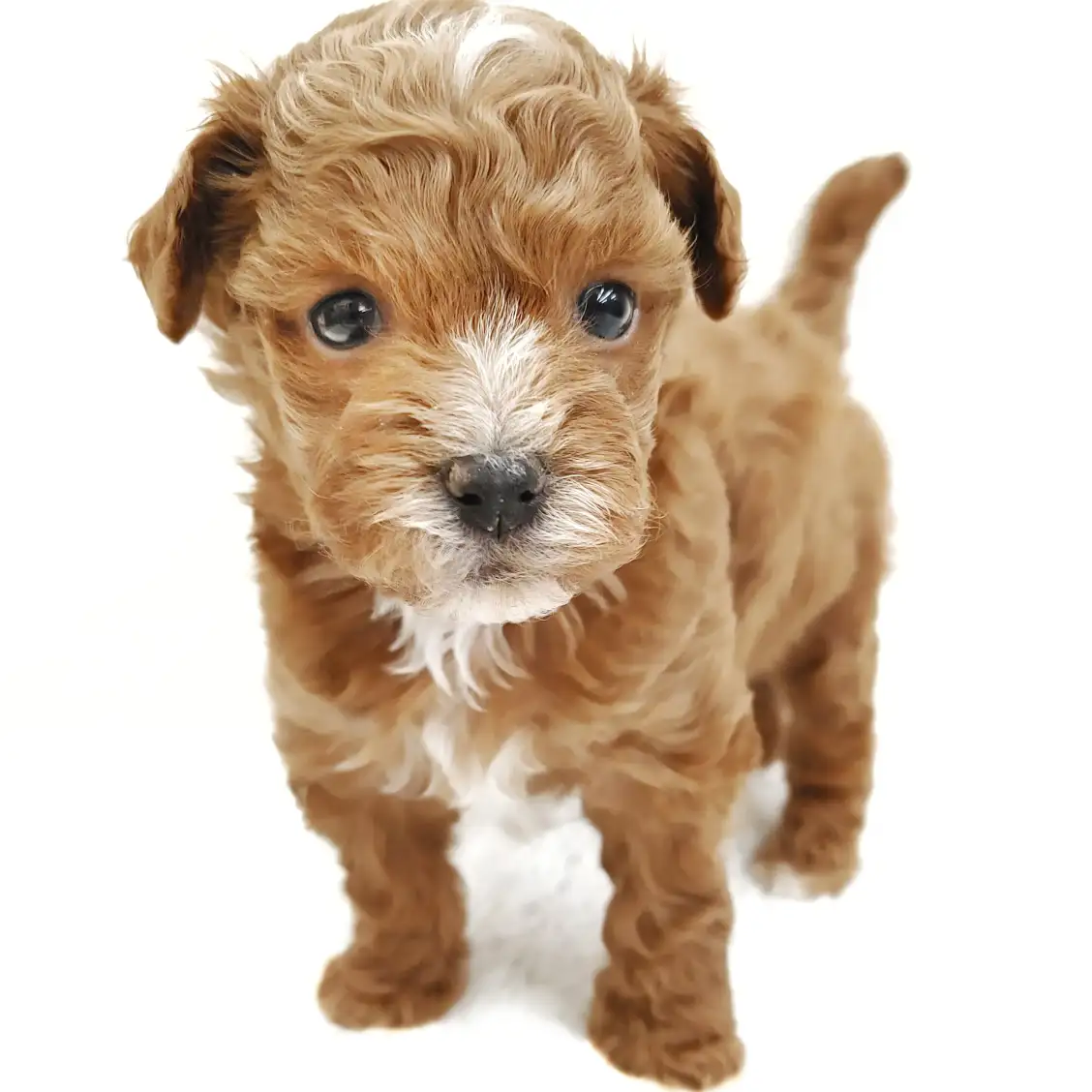 MIX(マルチーズ×トイプードル)