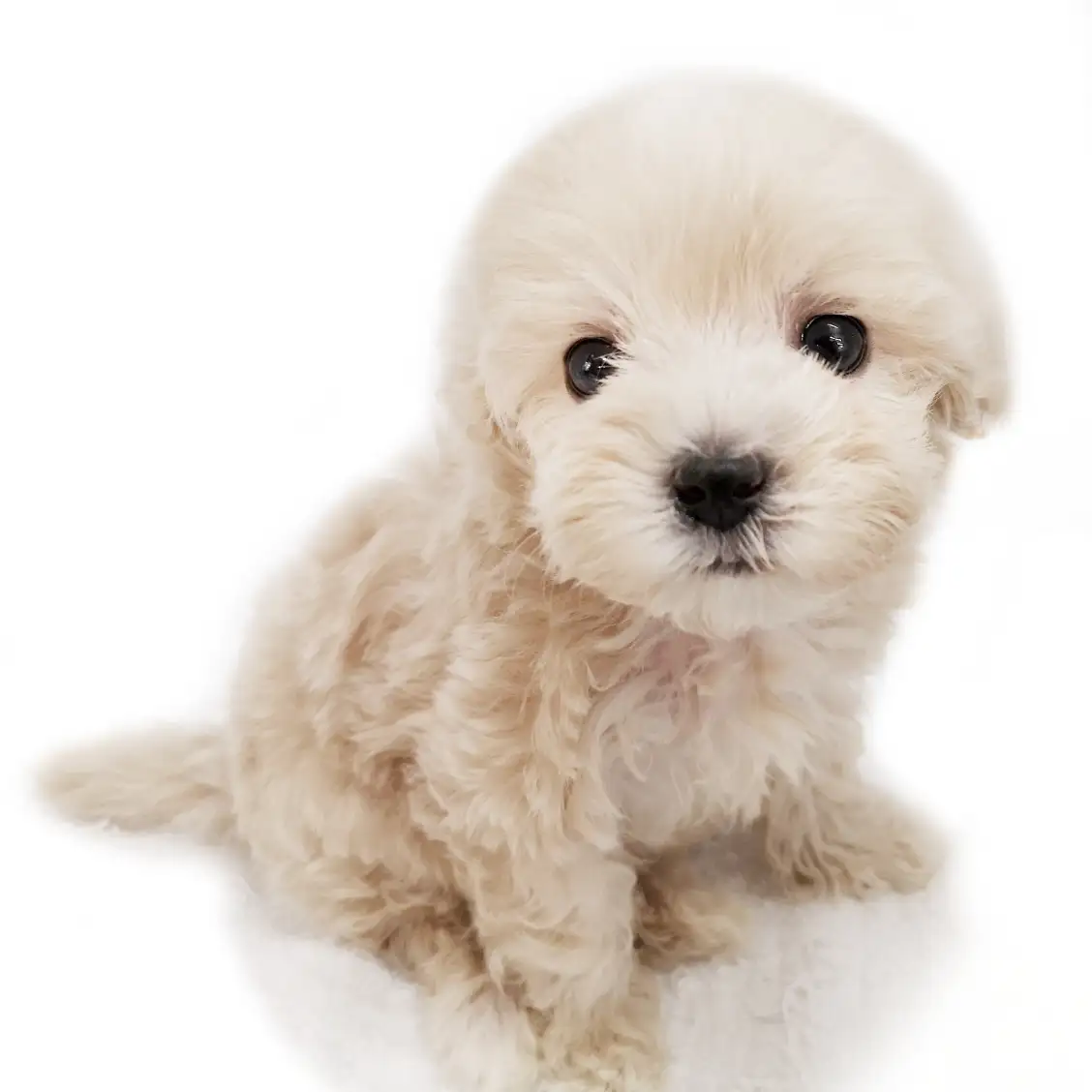 MIX(マルチーズ×トイプードル)