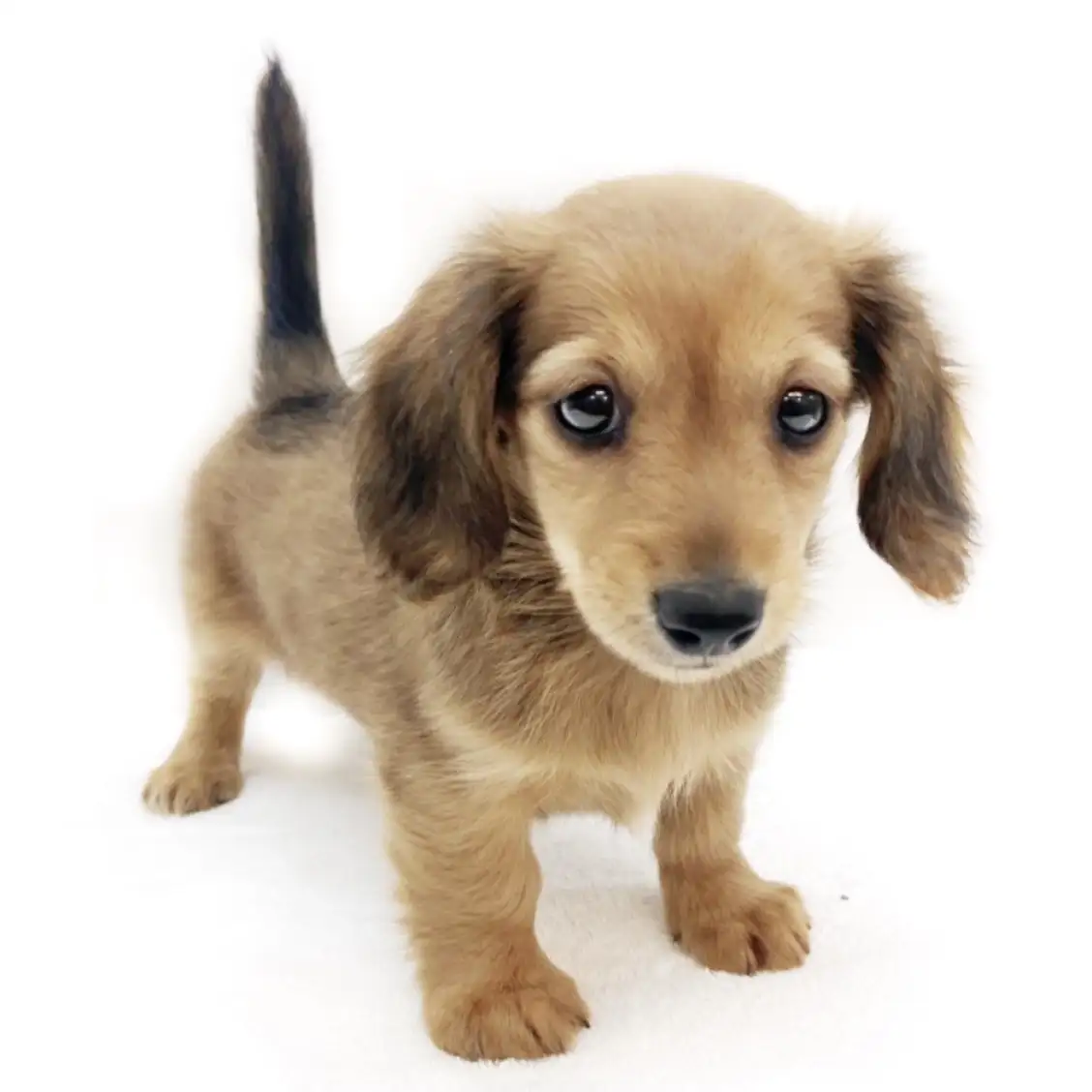 ミニチュア・ダックスフント