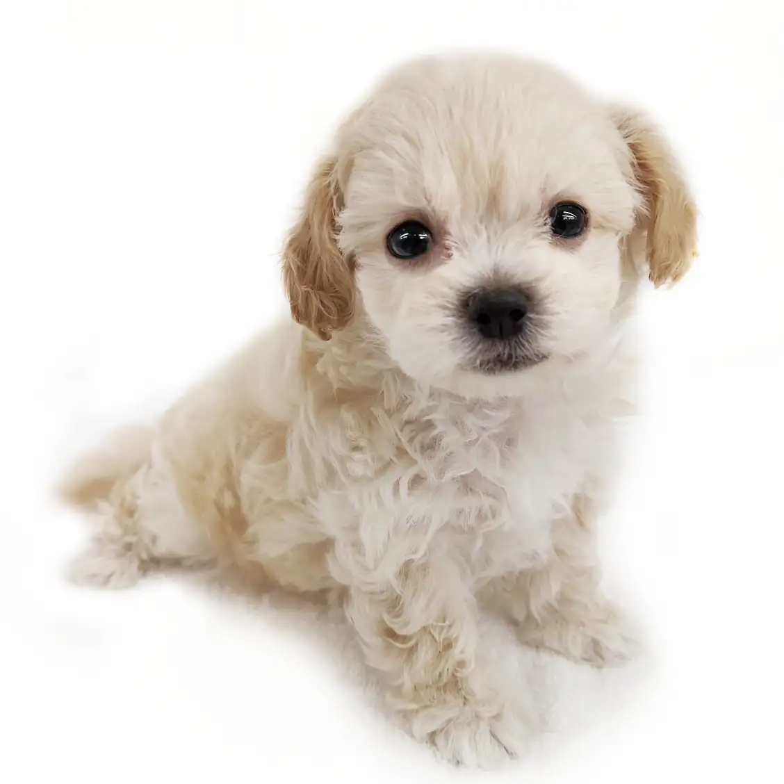 MIX（トイプードル×マルチーズ）