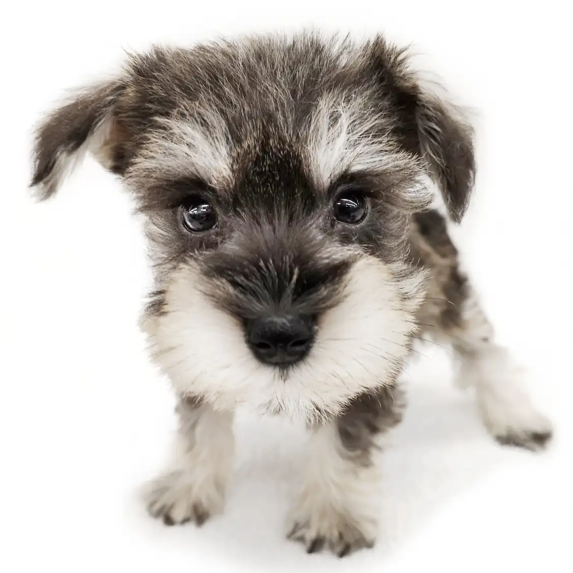 ミニチュア・シュナウザー