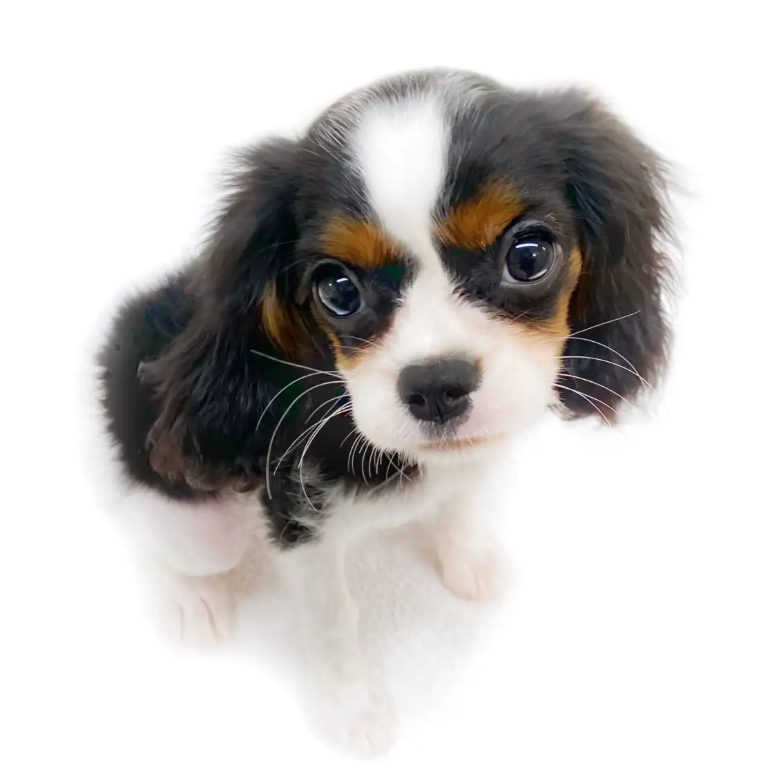 キャバリア・キングチャールズ・スパニエル