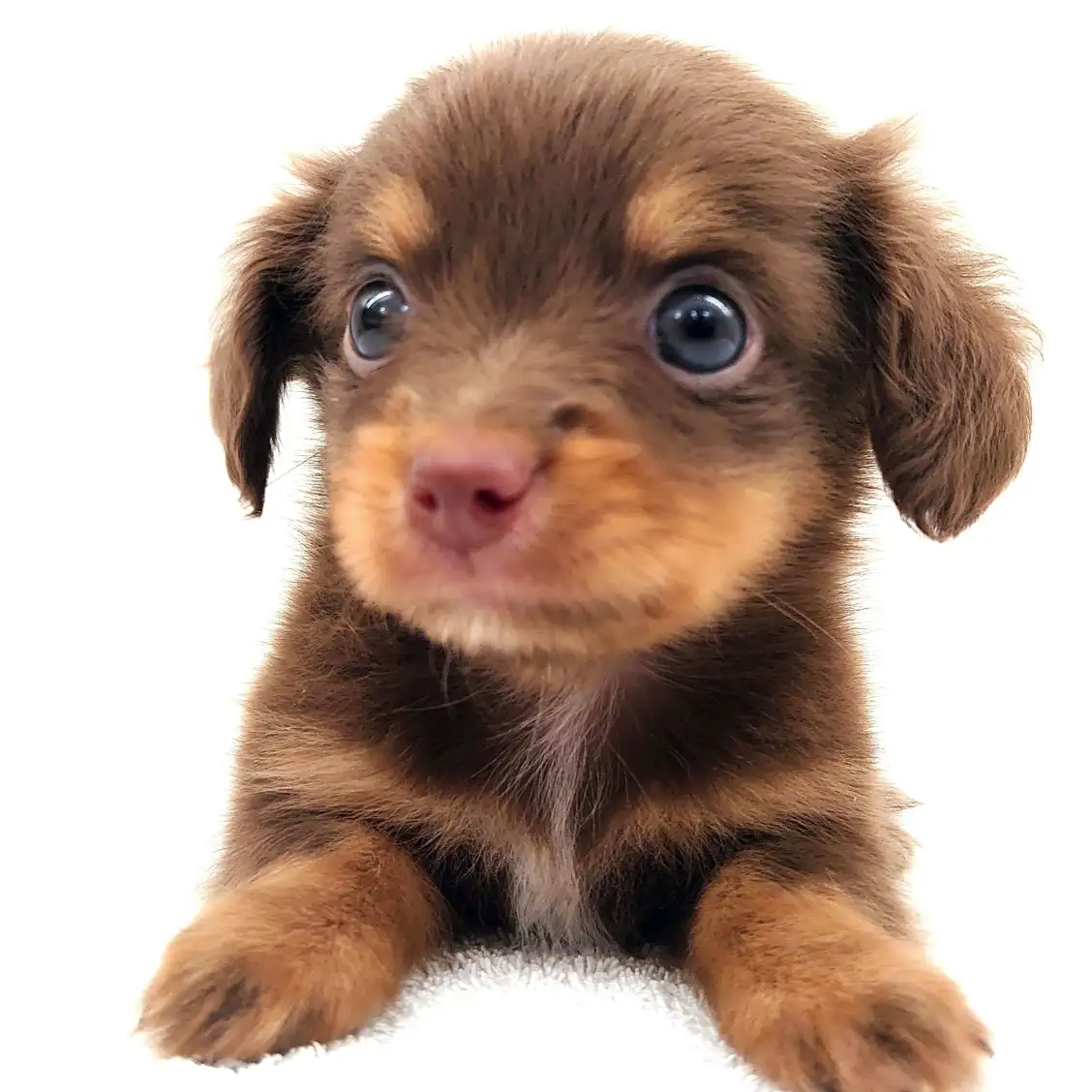 MIX(チワワ×ミニチュアダックスフント)