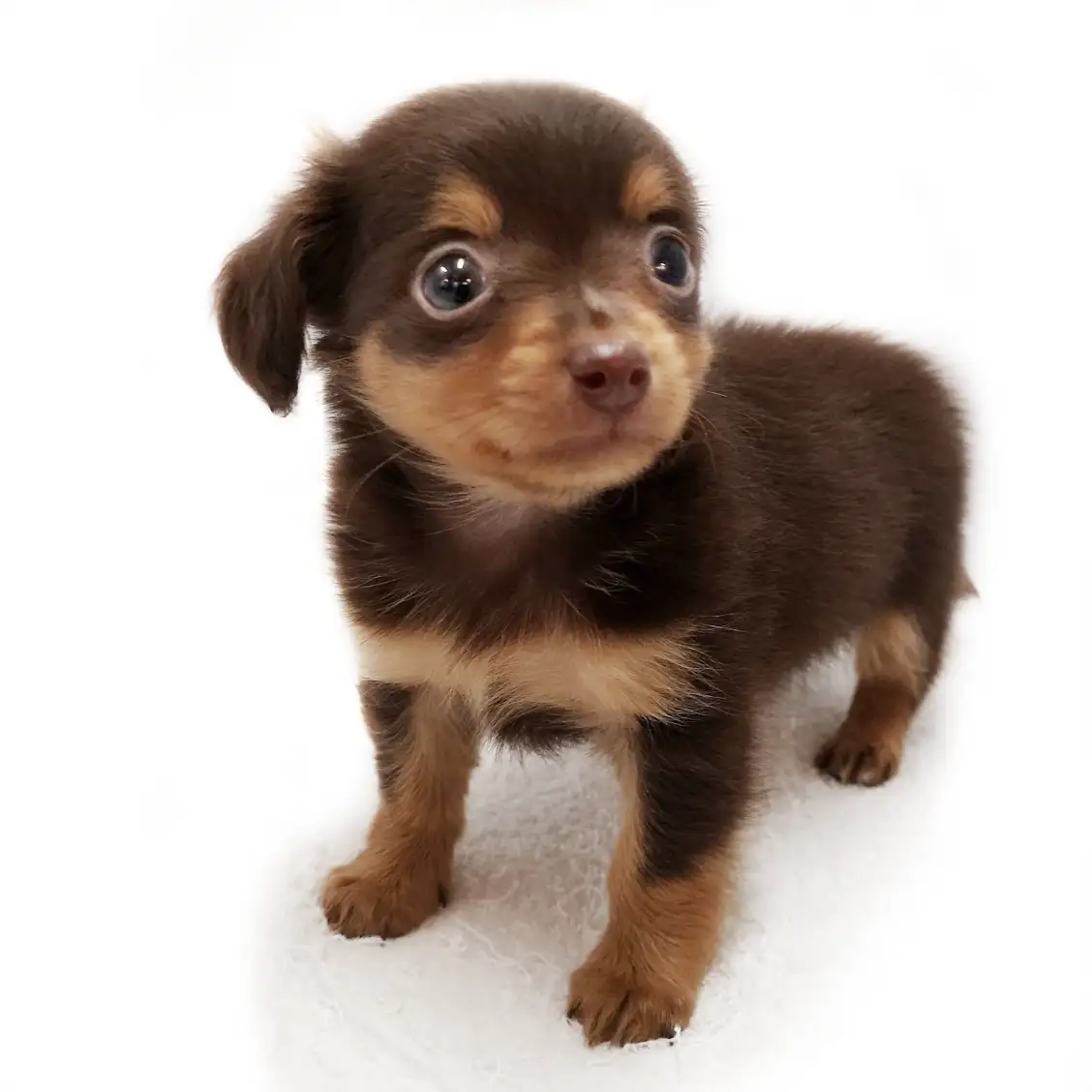 MIX(チワワ×ミニチュアダックスフント)