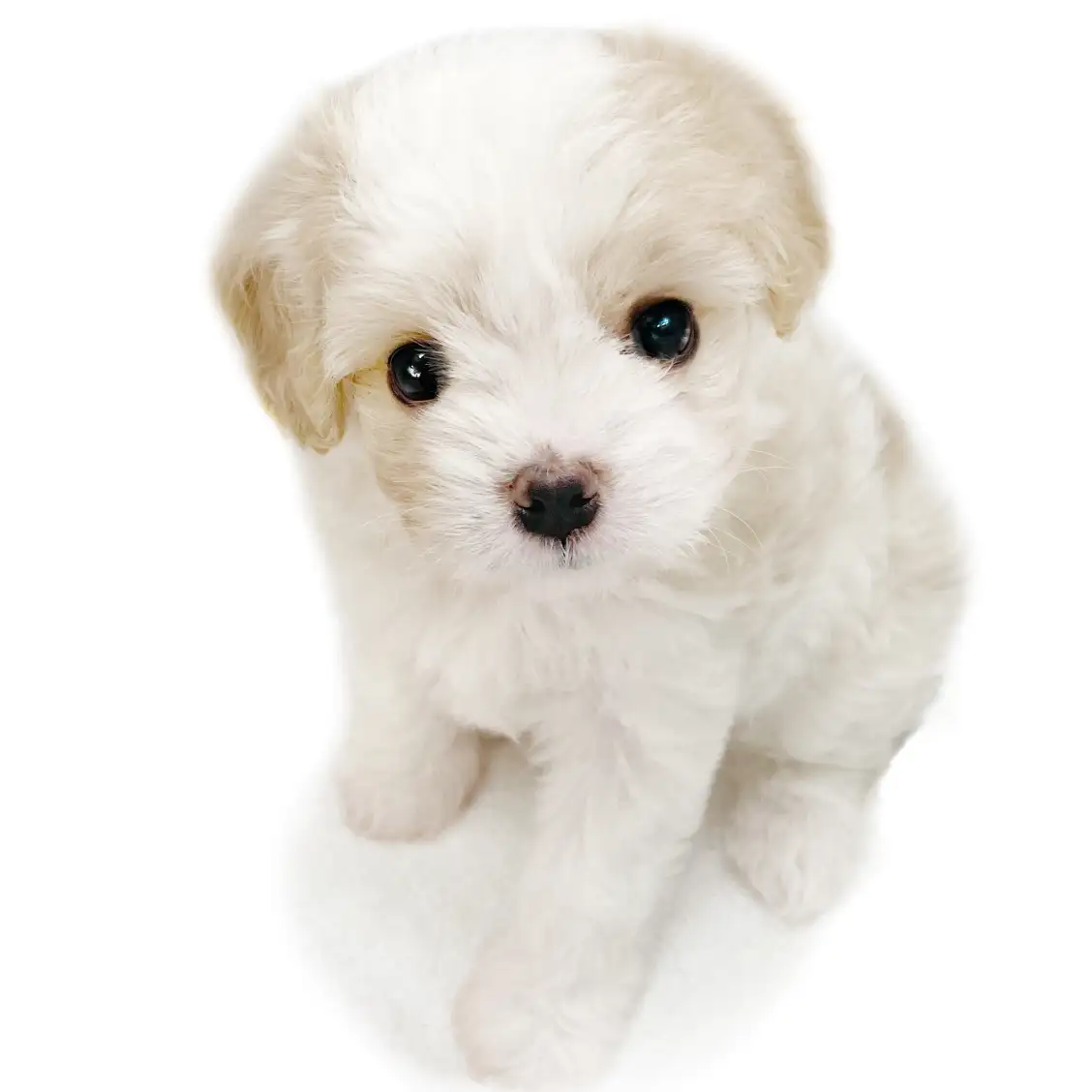 MIX(キャバリアキングチャールズスパニエル×マルチーズ)