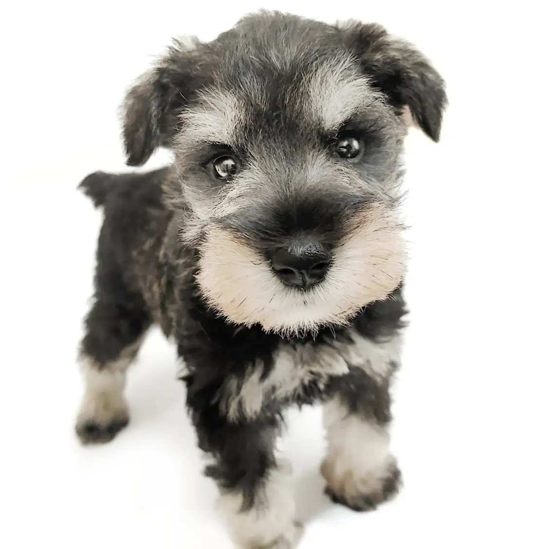 ミニチュア・シュナウザー