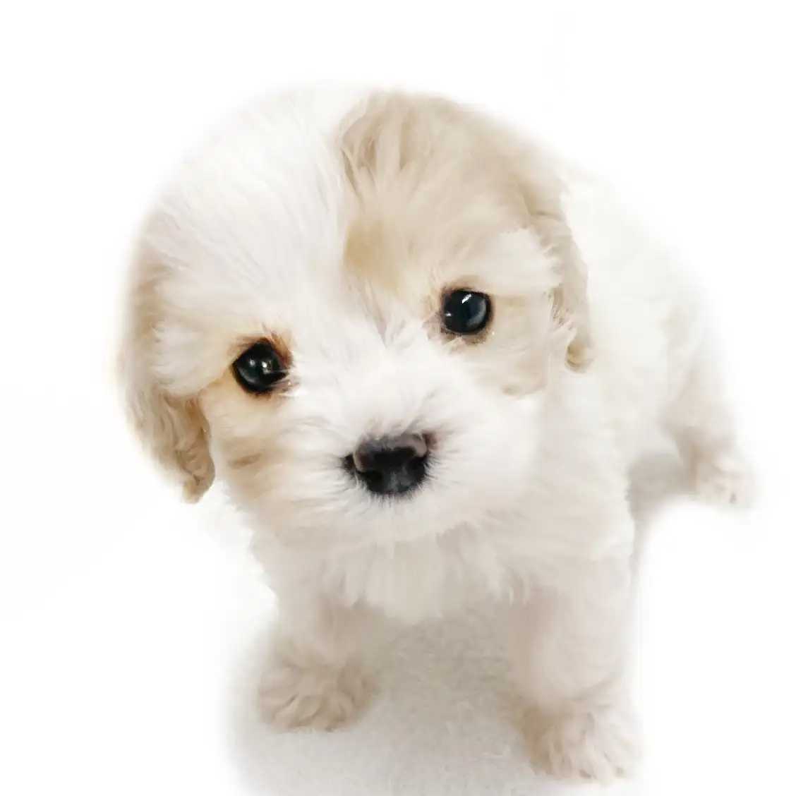 MIX(キャバリアキングチャールズスパニエル×ビションフリーゼ)