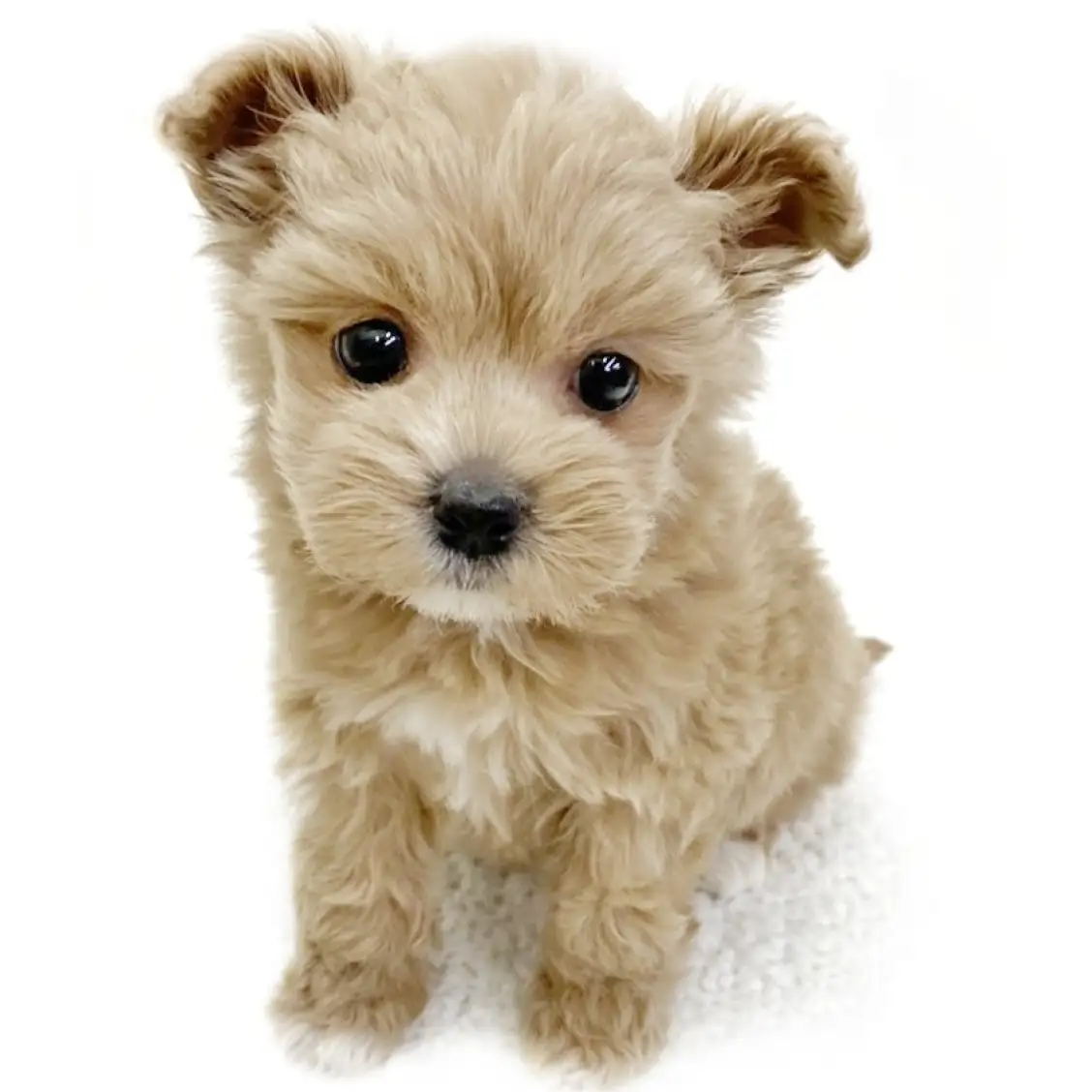 MIX(マルチーズ×トイプードル)