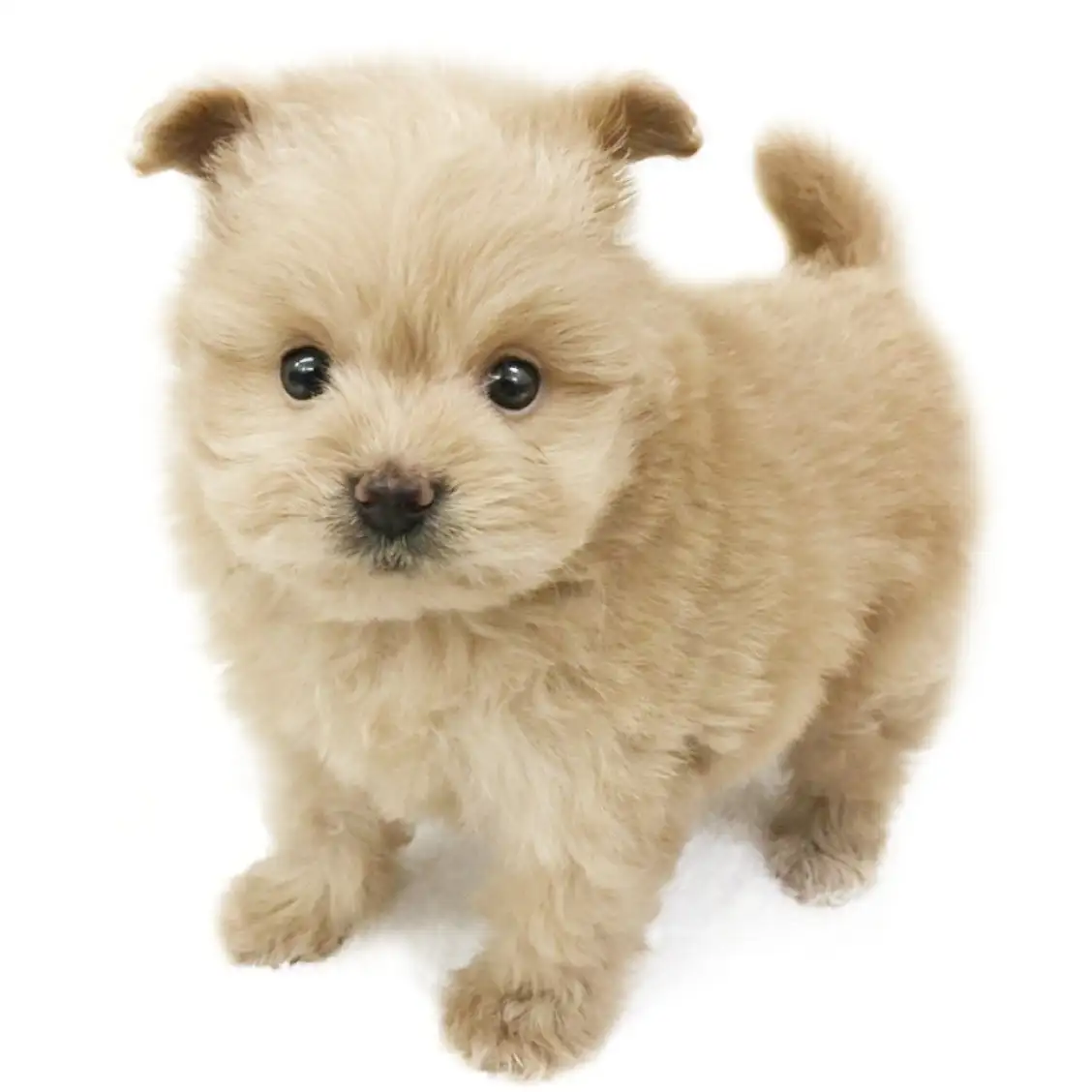 MIX（トイプードル×ポメラニアン）