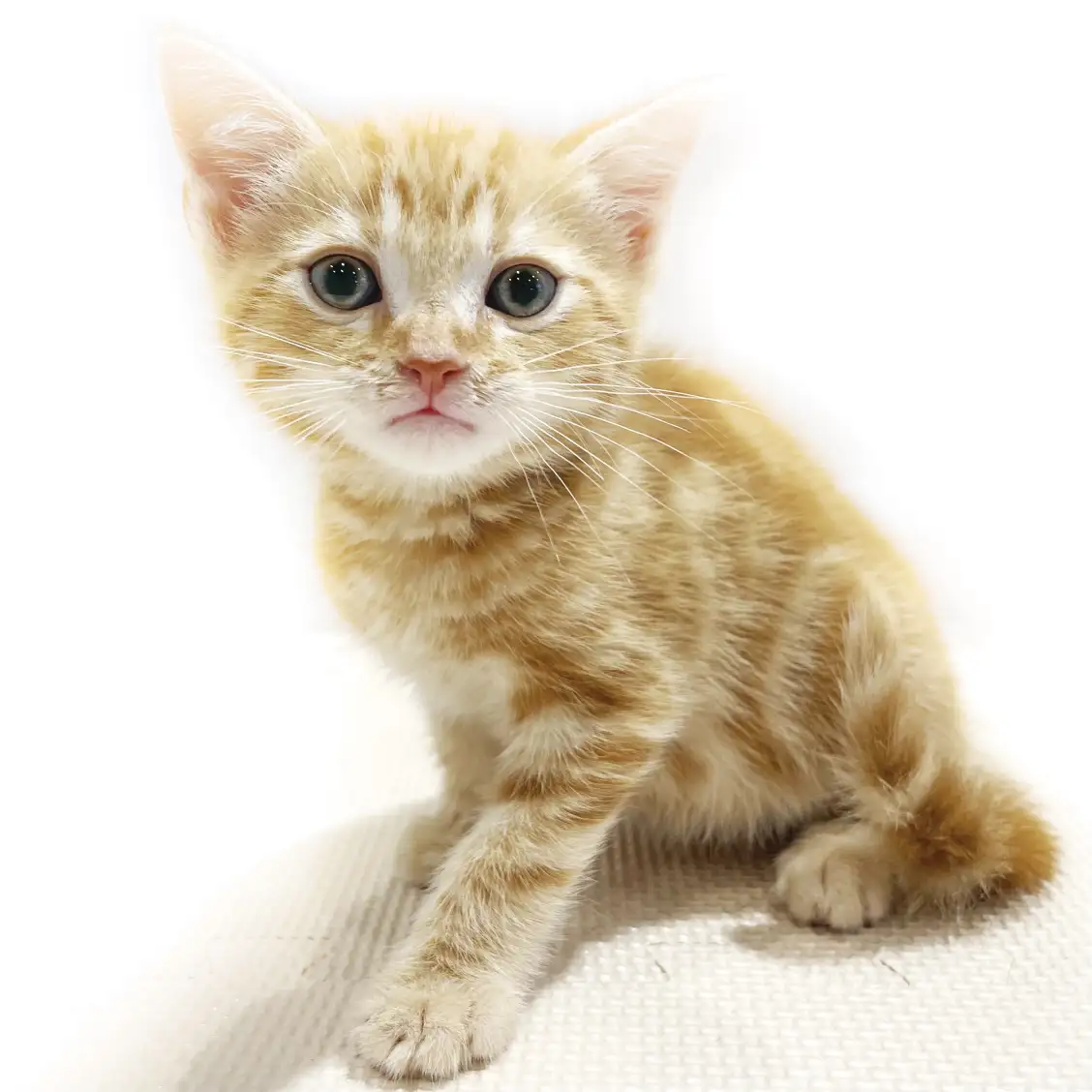 アメリカンショートヘア