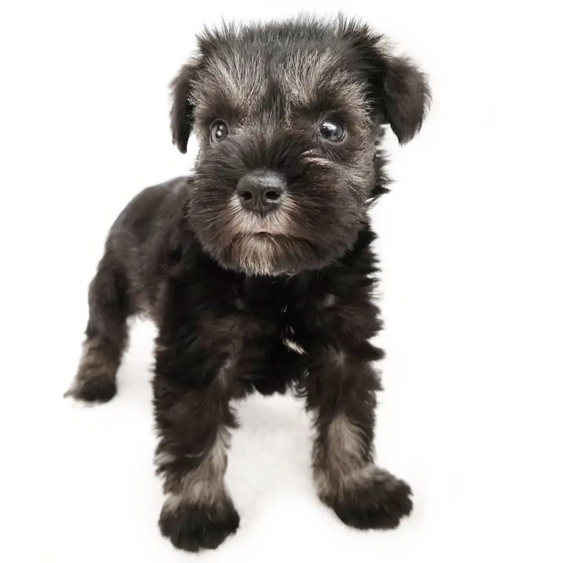 ミニチュア・シュナウザー