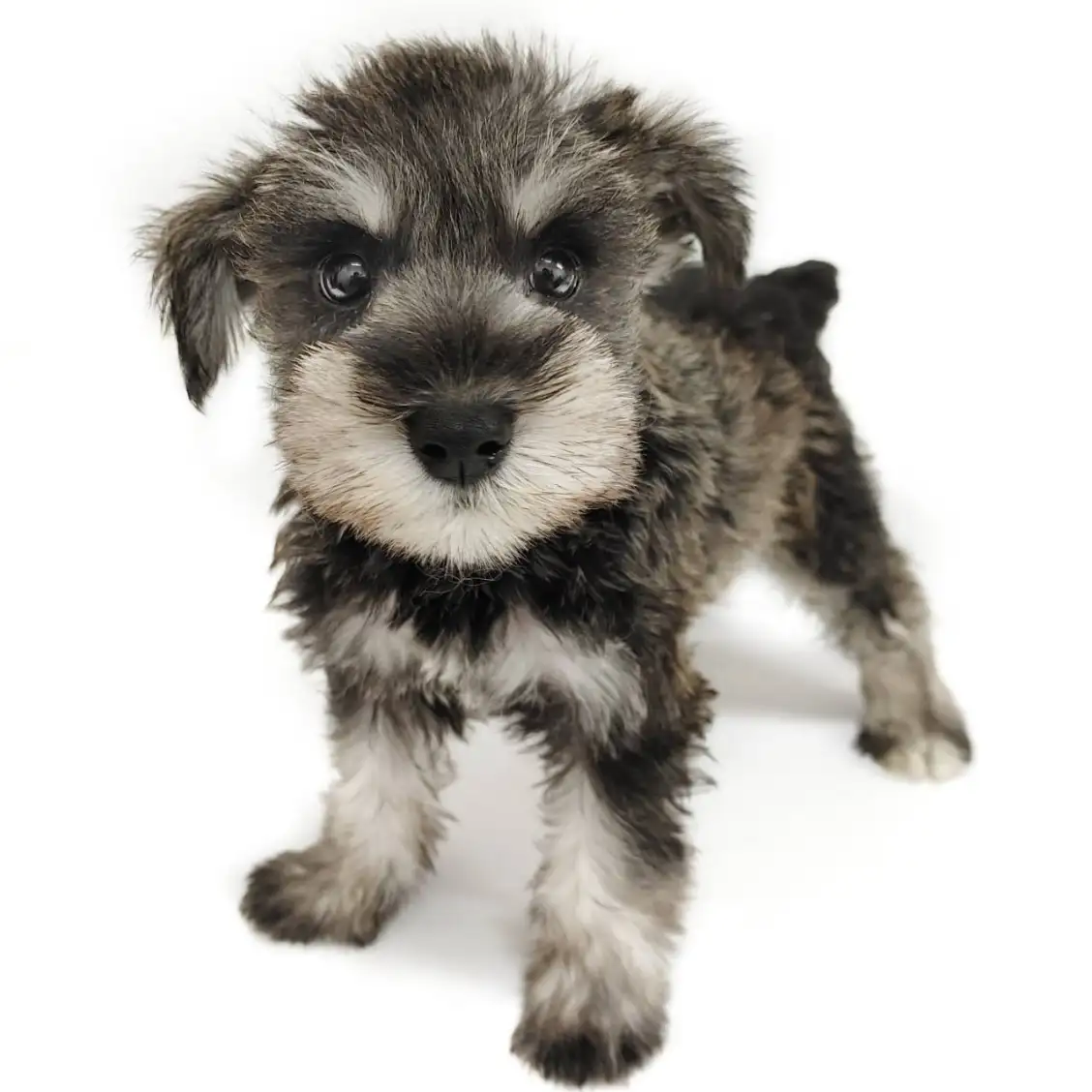 ミニチュア・シュナウザー