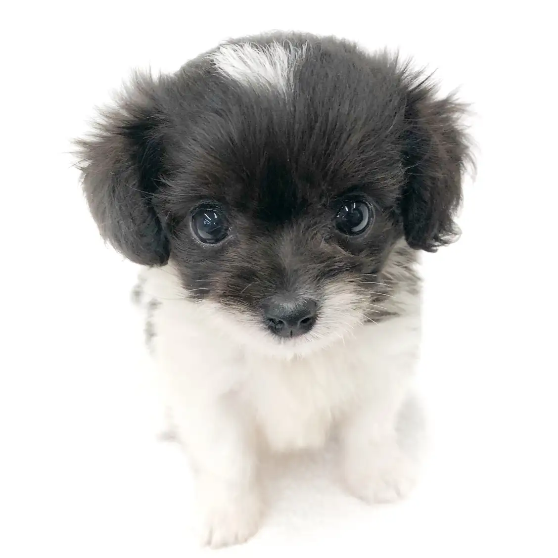 MIX（チワワ×トイプードル）