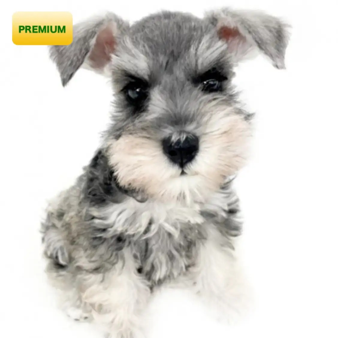 ミニチュア・シュナウザー