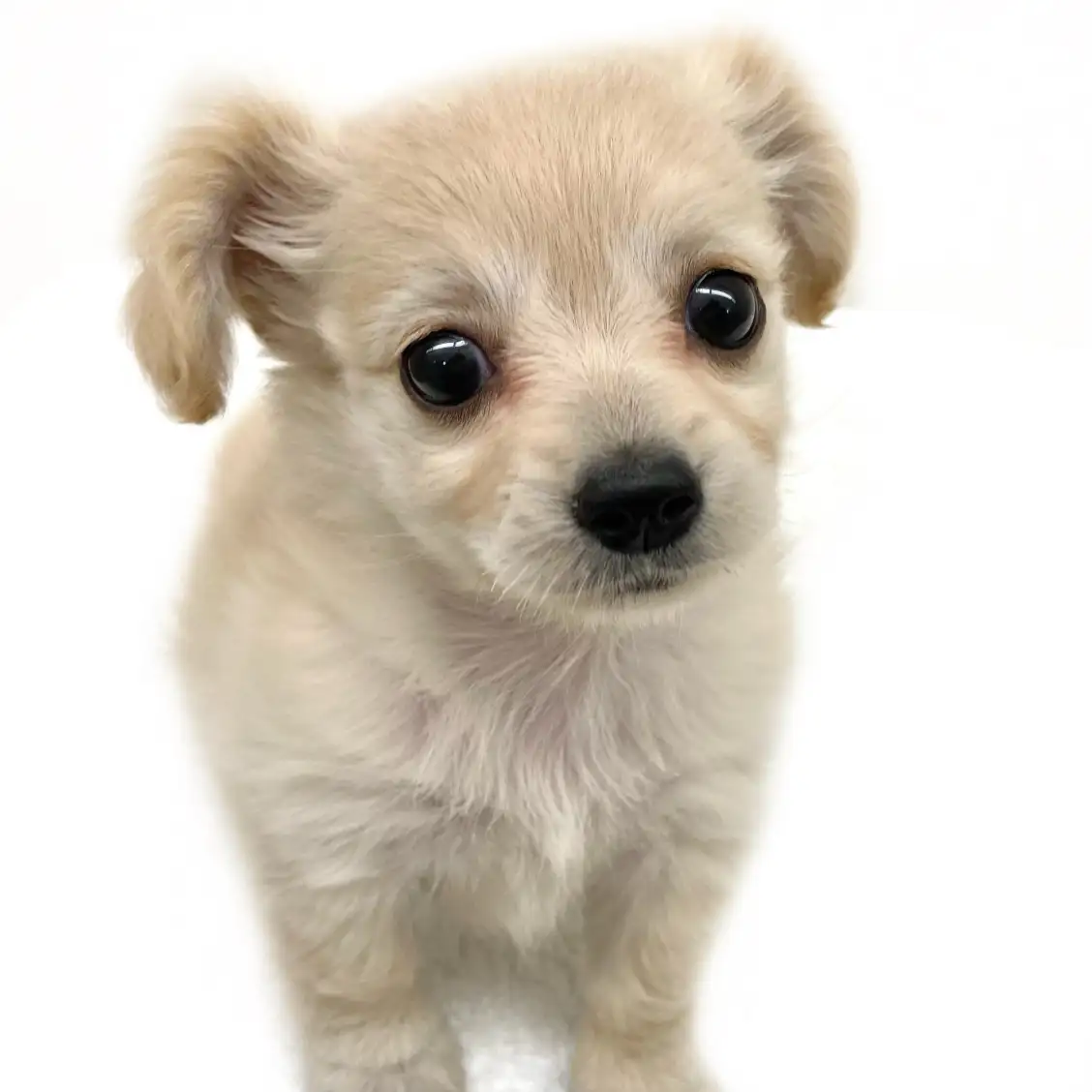 MIX(チワワ×ミニチュアダックスフント)