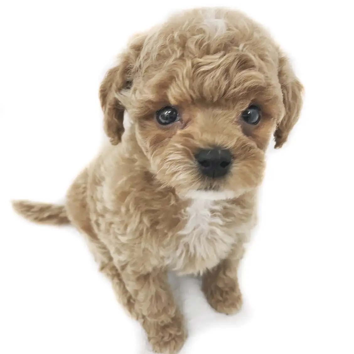 MIX(トイプードル×マルチーズ)