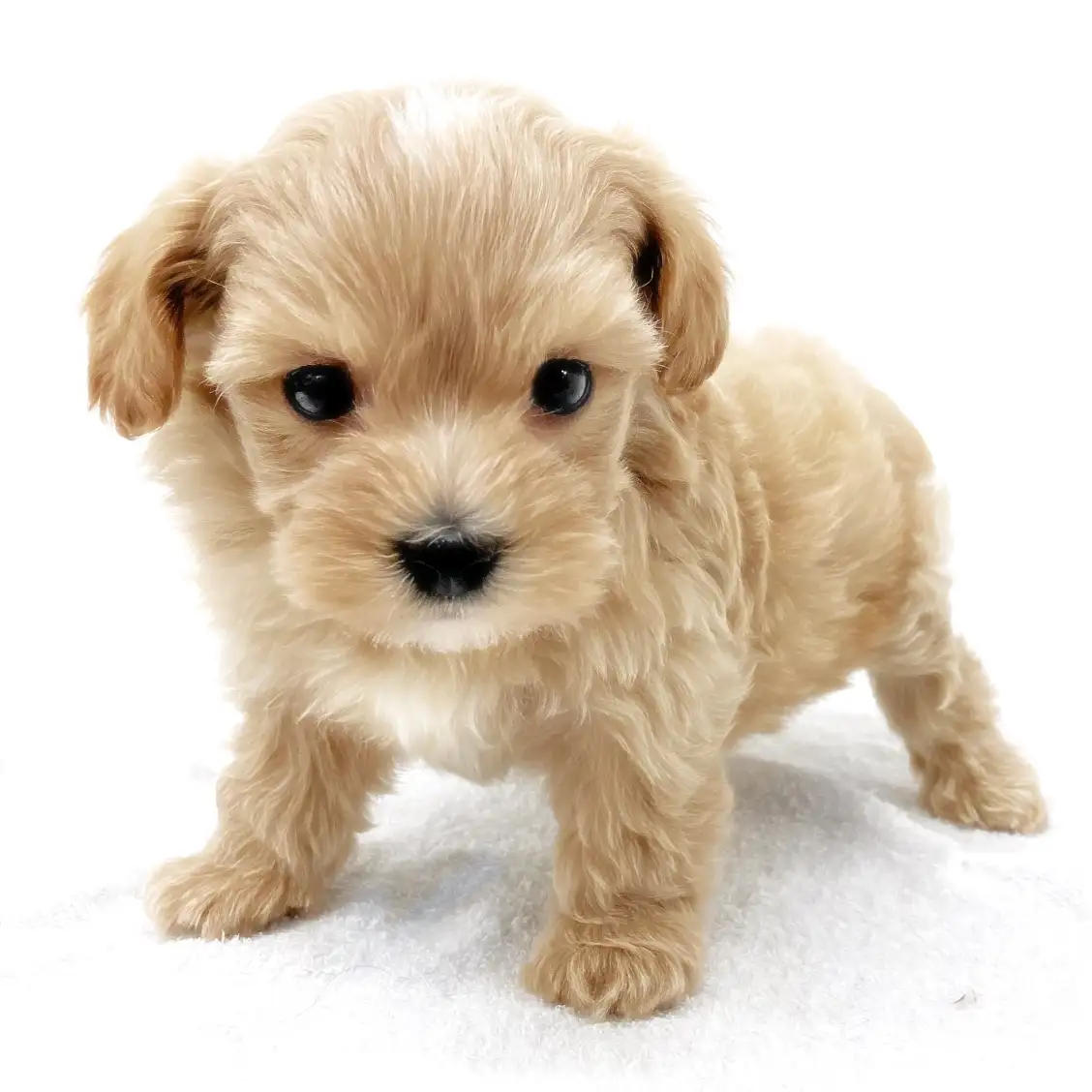 MIX(トイプードル×マルチーズ)