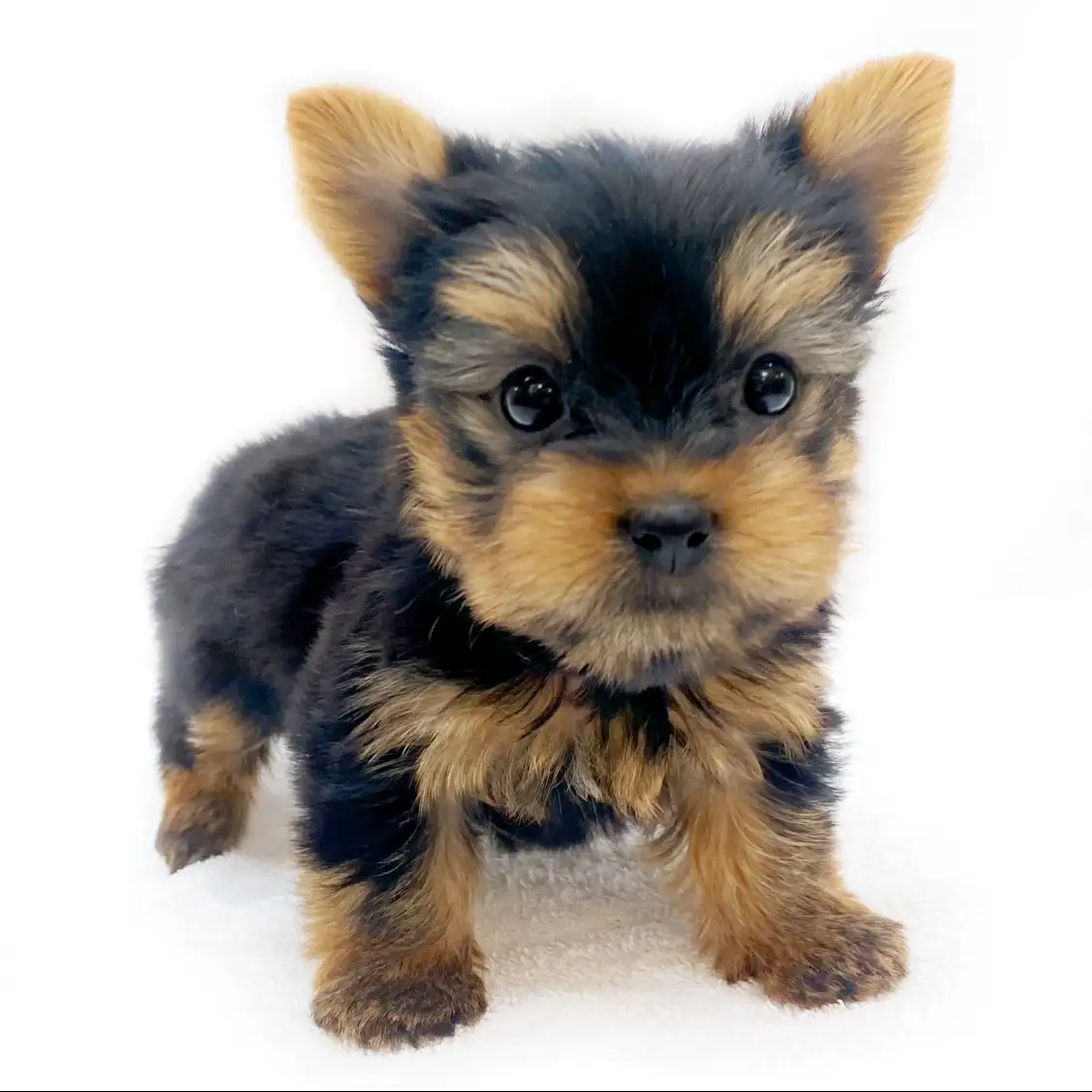 ヨークシャーテリア