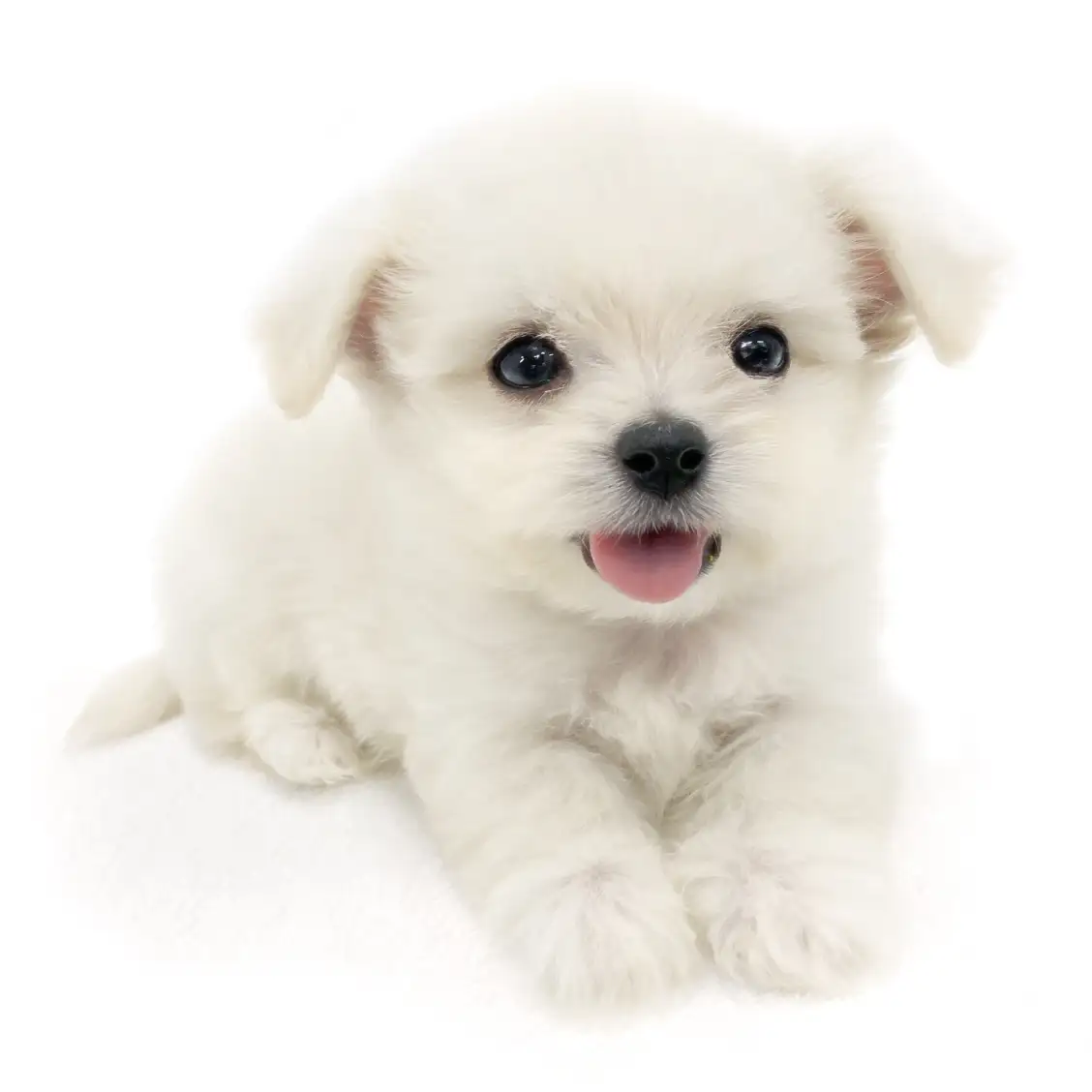 MIX(マルチーズ×チワワ)