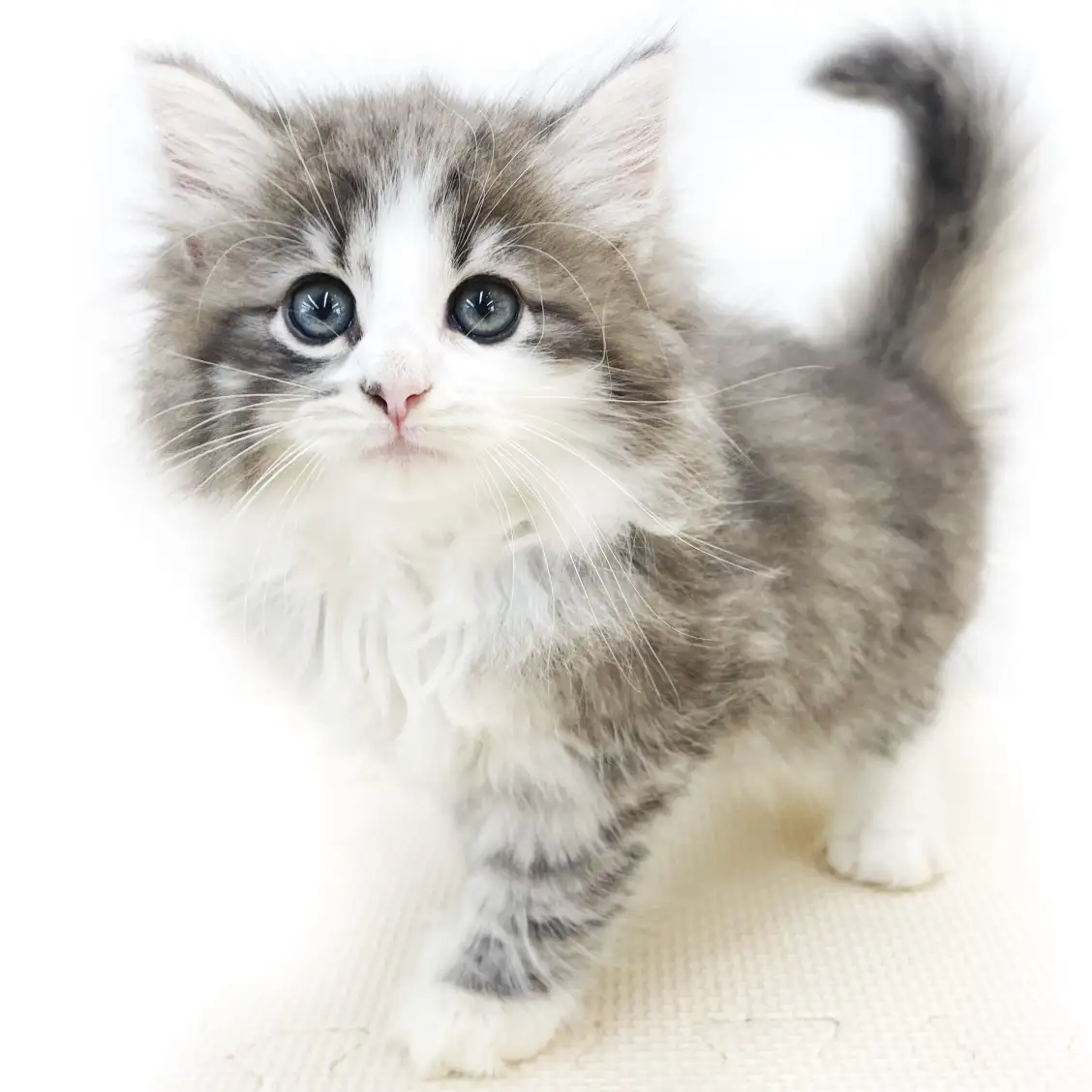 ノルウェージャンフォレストキャット