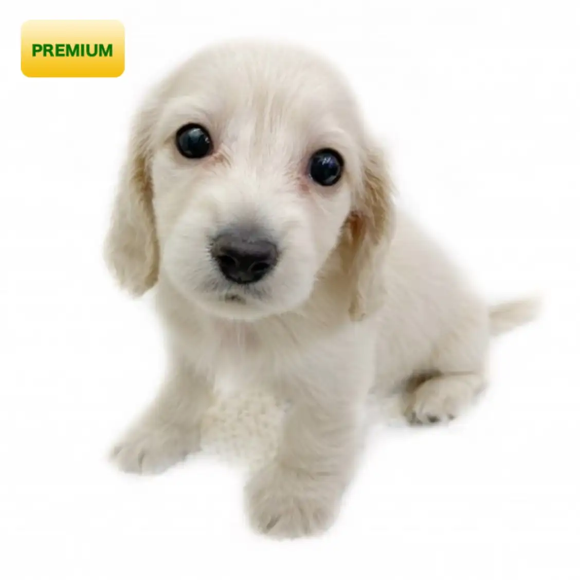 カニンヘン・ダックスフント