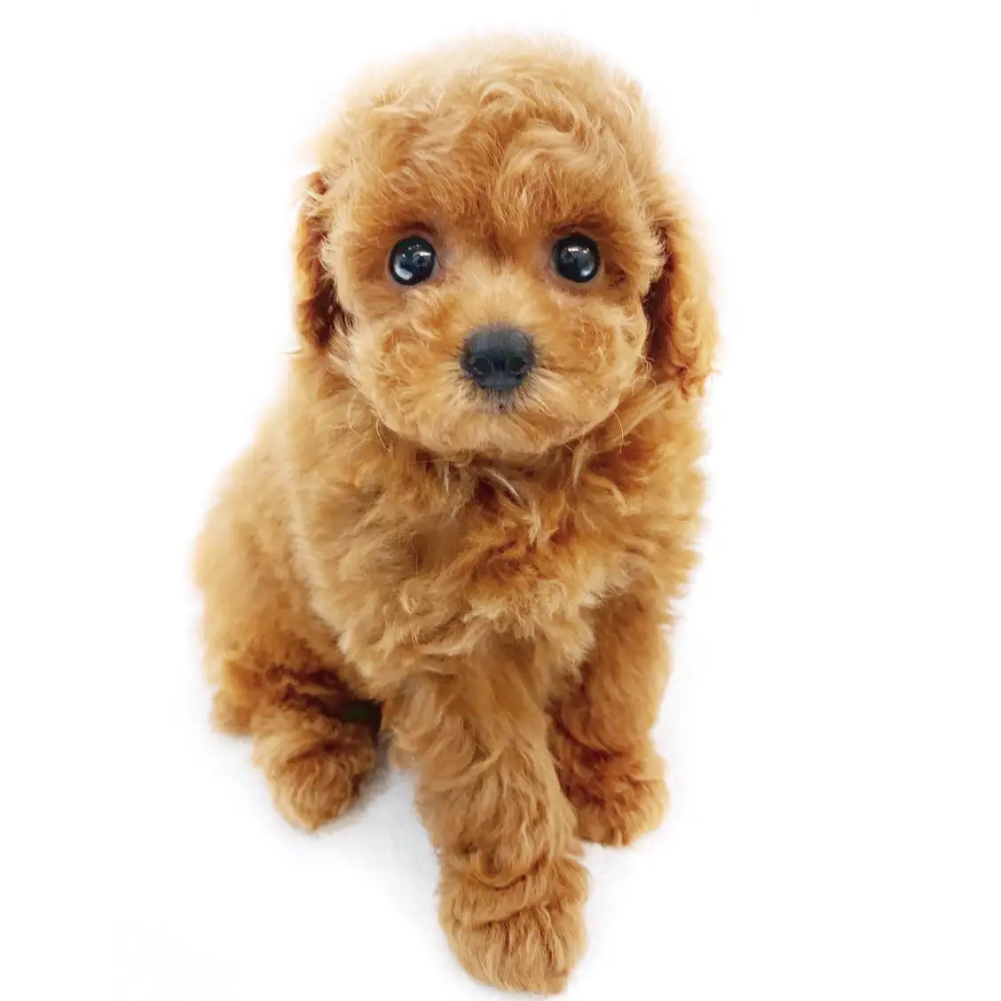 トイ・プードル