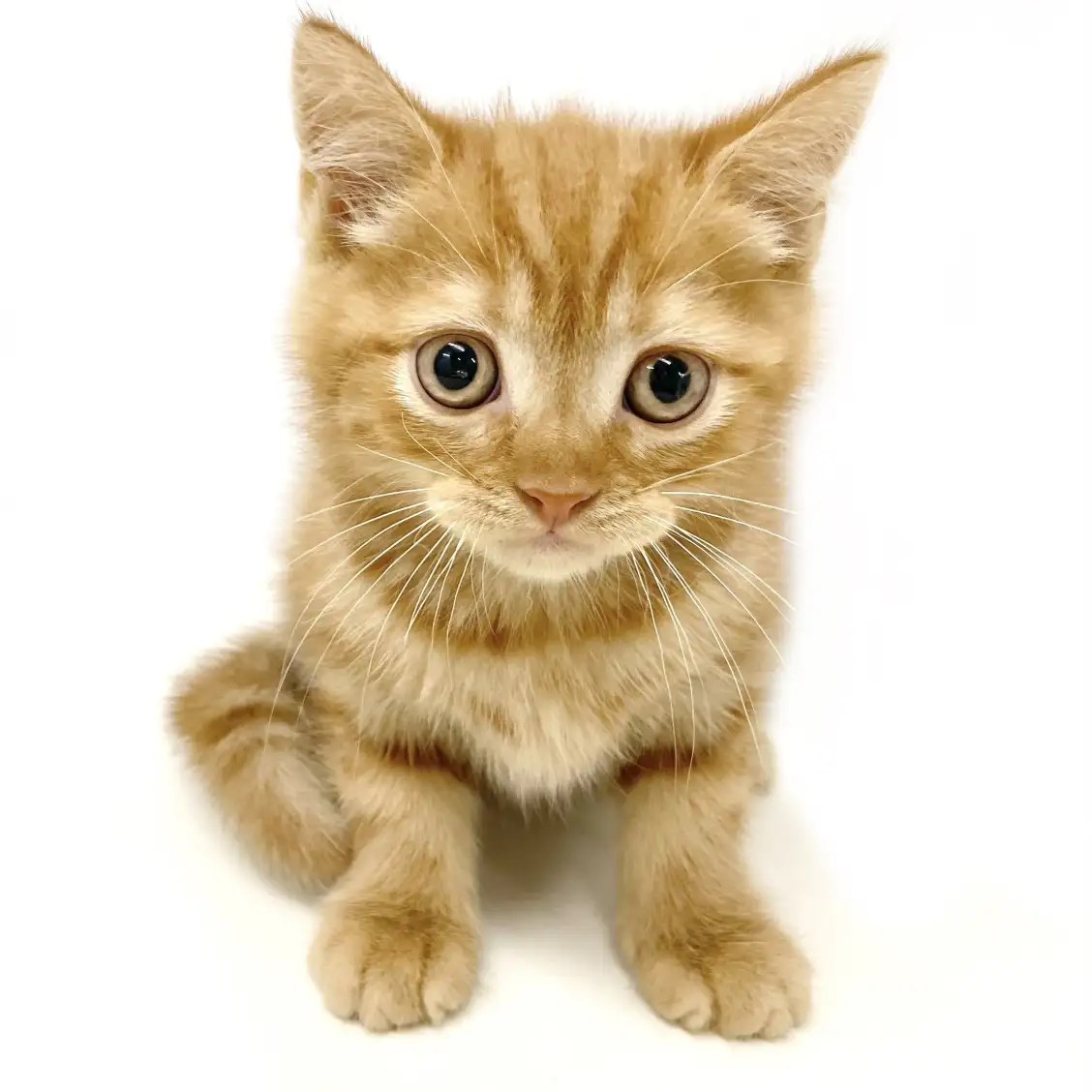 スコティッシュフォールド