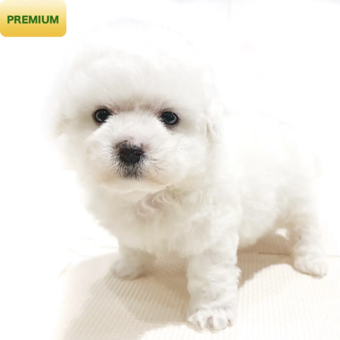 ビションフリーゼ