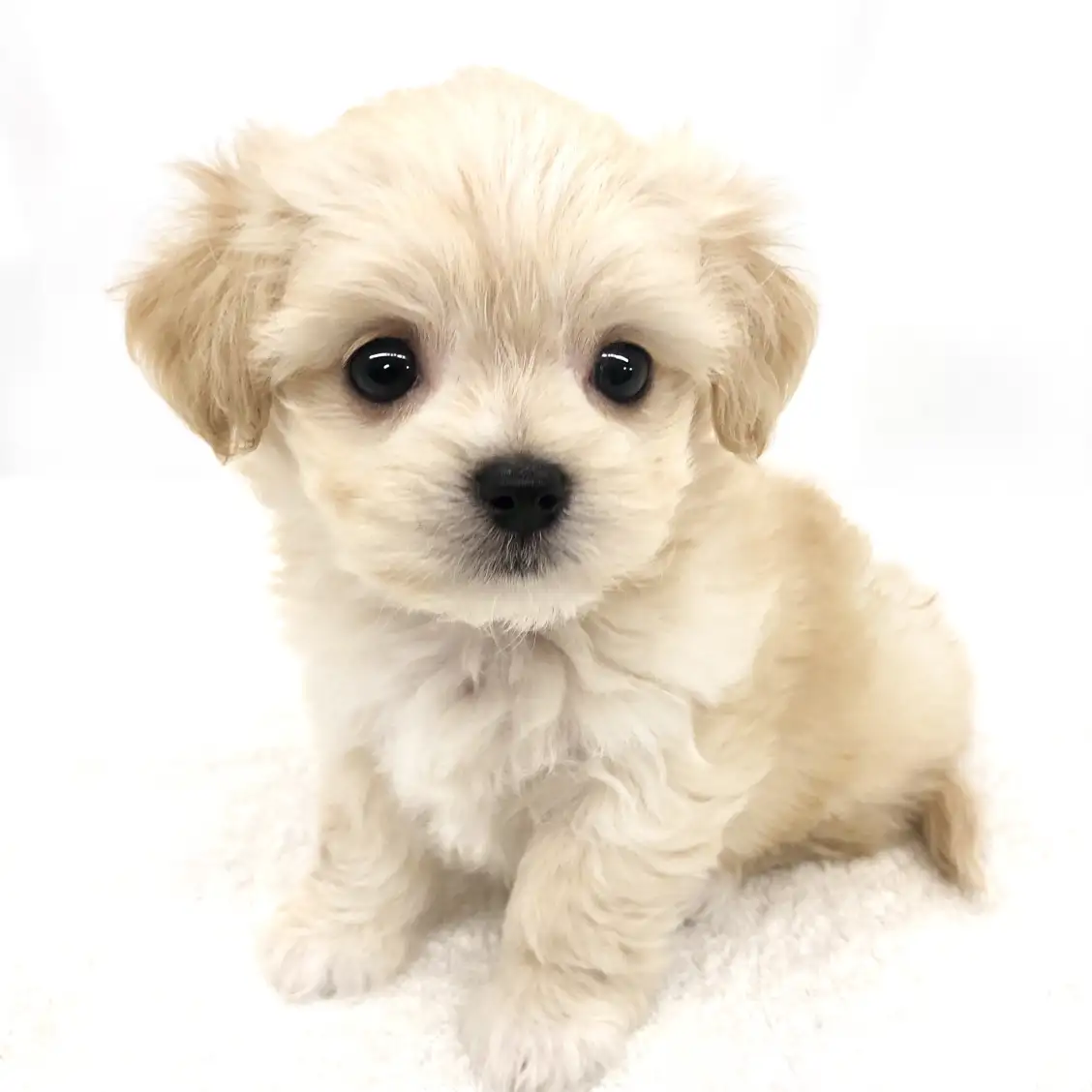 MIX(チワワ×マルチーズ)