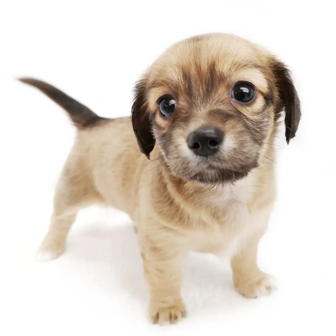 MIX(チワワ×ミニチュアダックスフント)