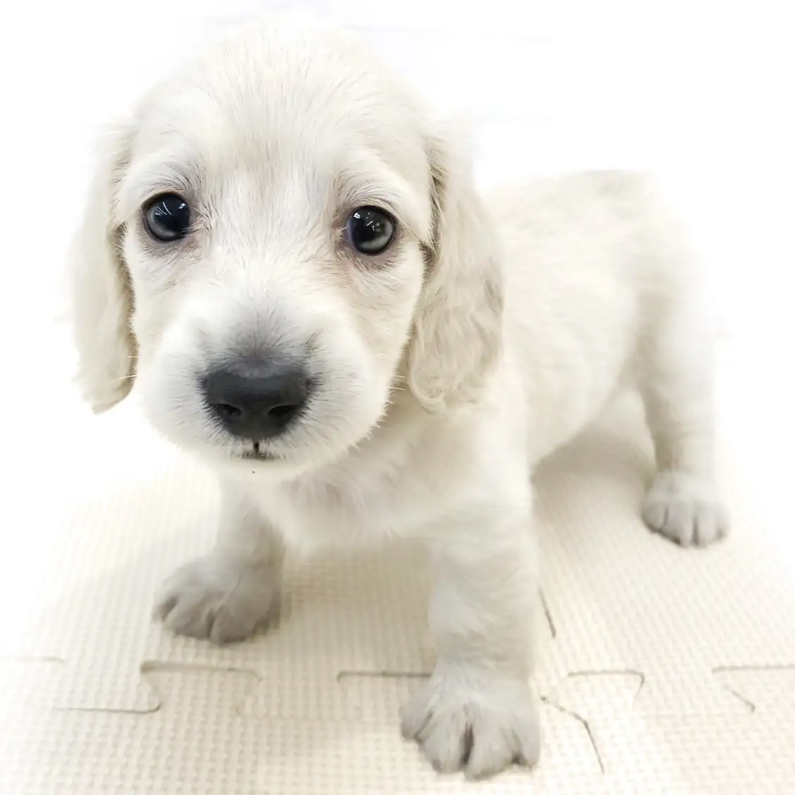 カニンヘン・ダックスフント