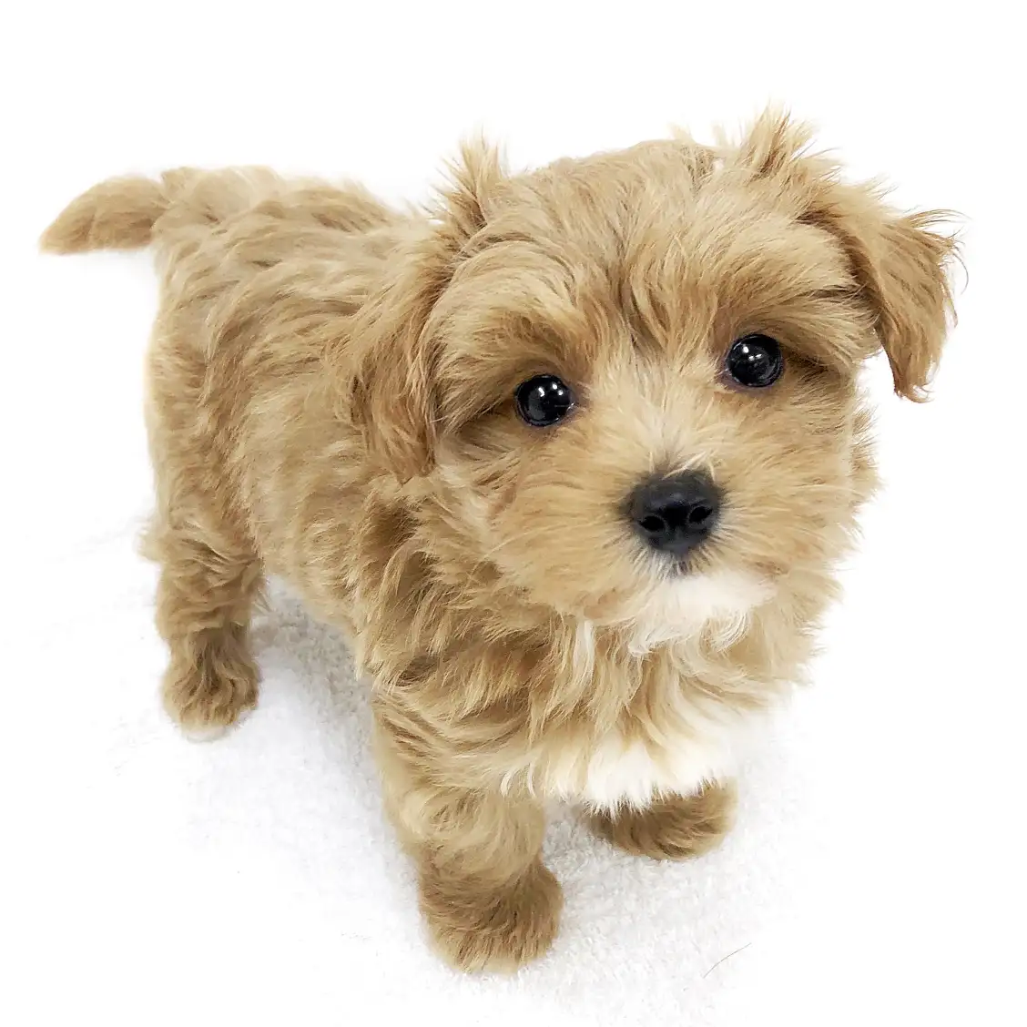 MIX（トイプードル×マルチーズ）