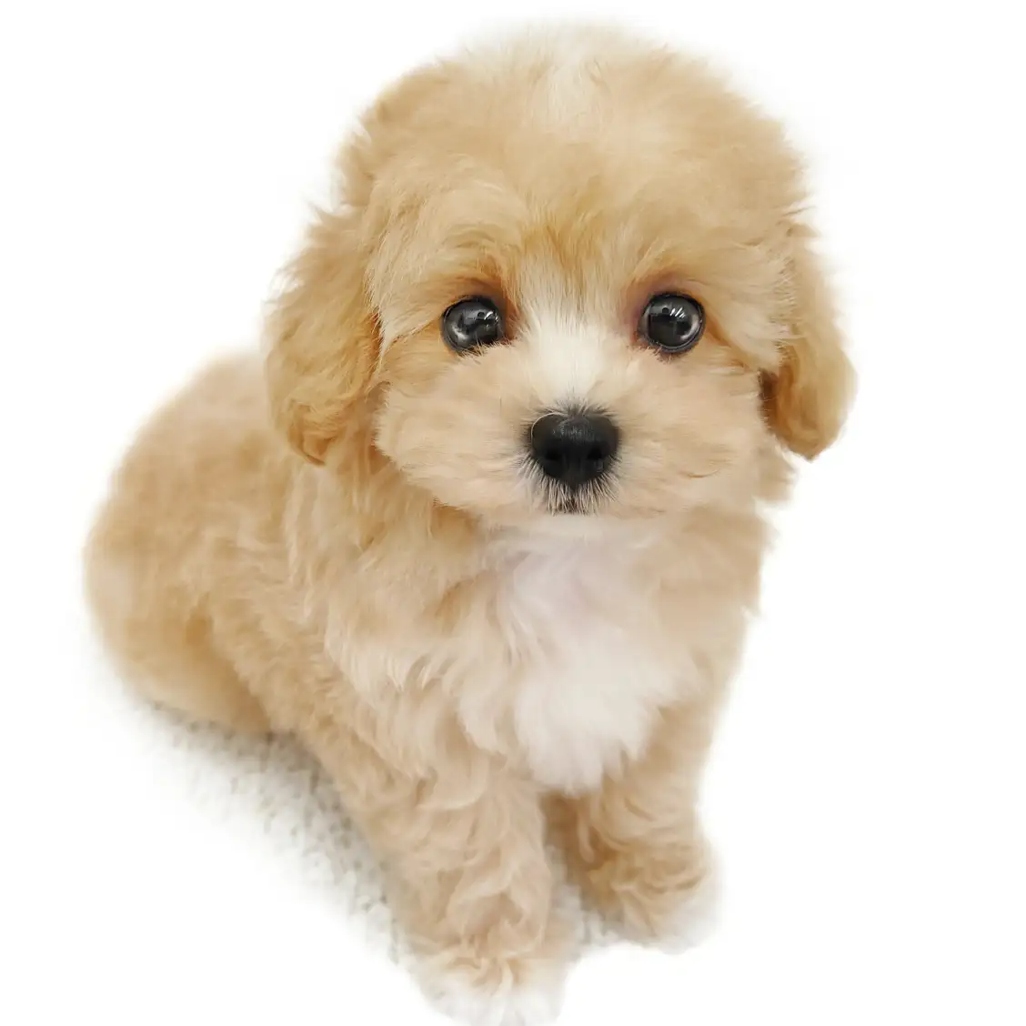 MIX(マルチーズ×トイプードル)