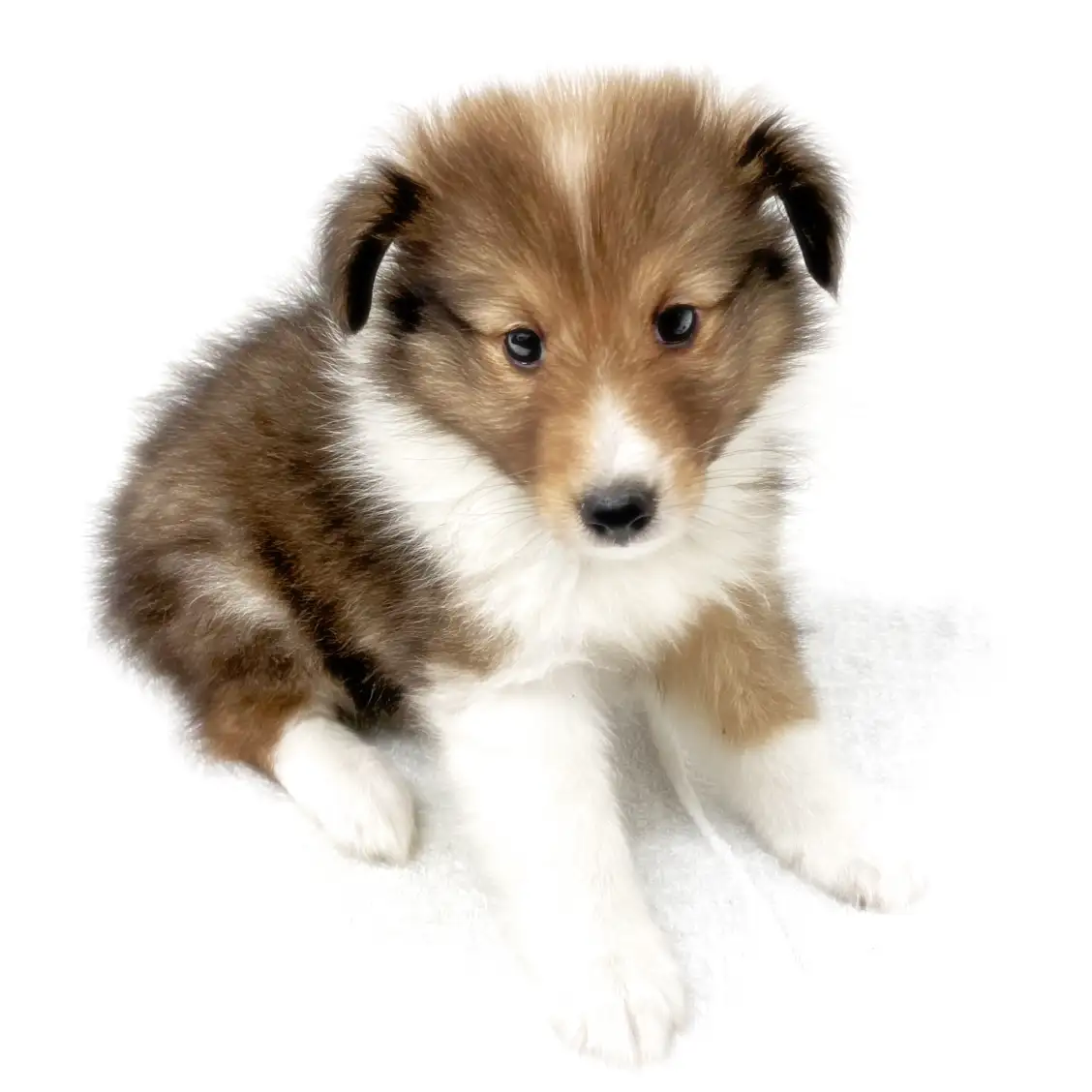 シェットランドシープドッグ