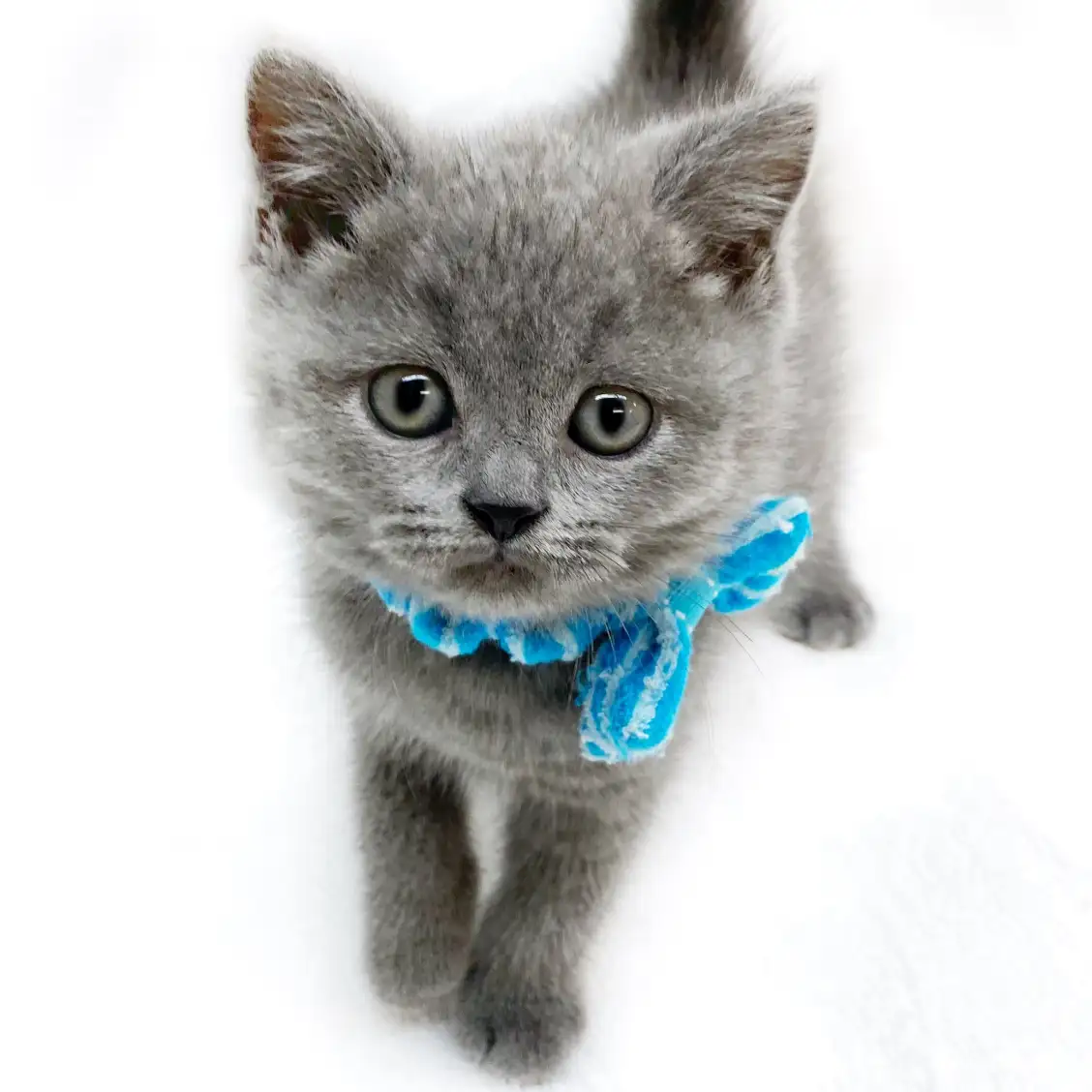 ブリティッシュショートヘア